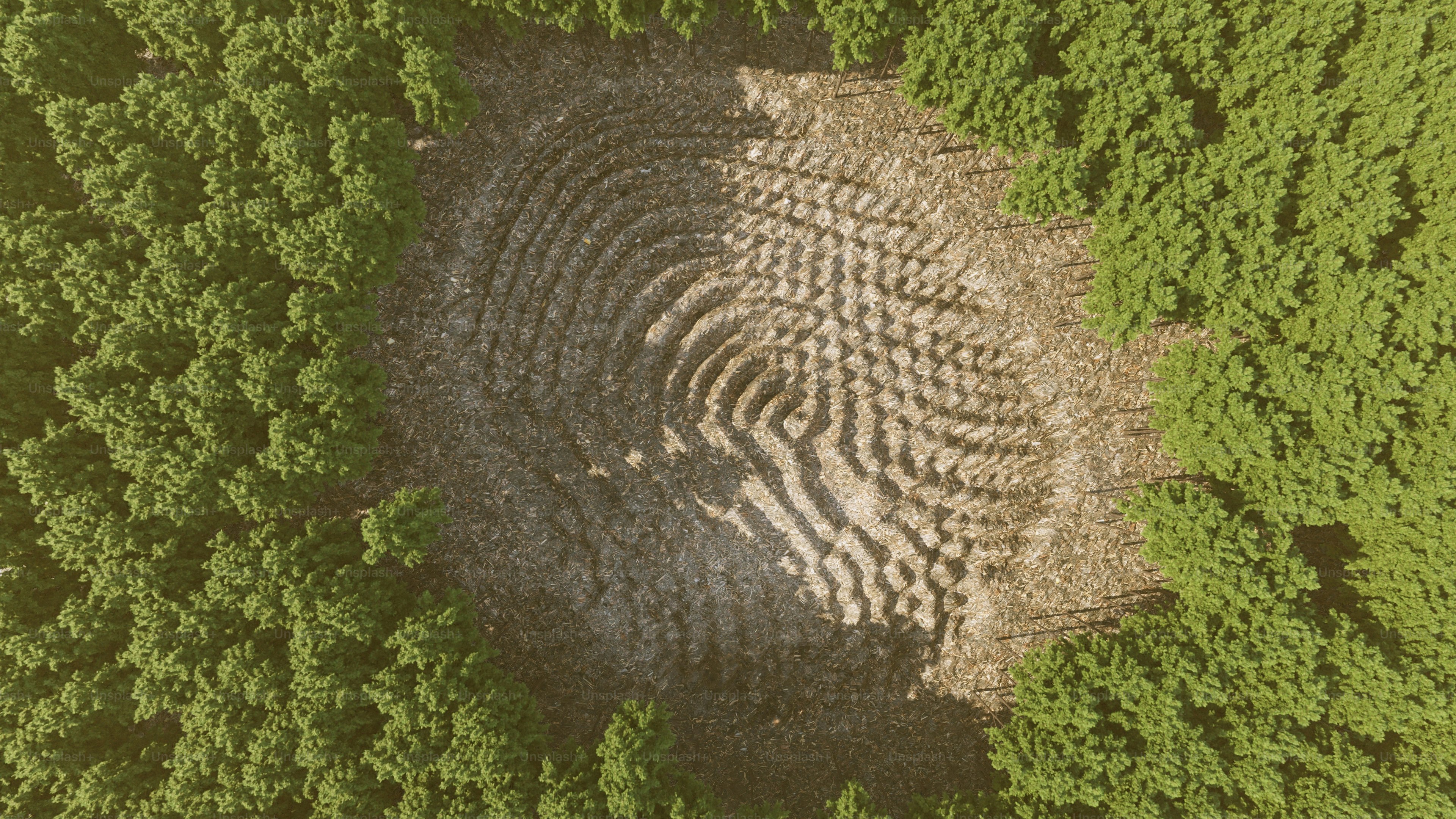 Lichtung mit Fingerabdruckform in dichtem Wald
