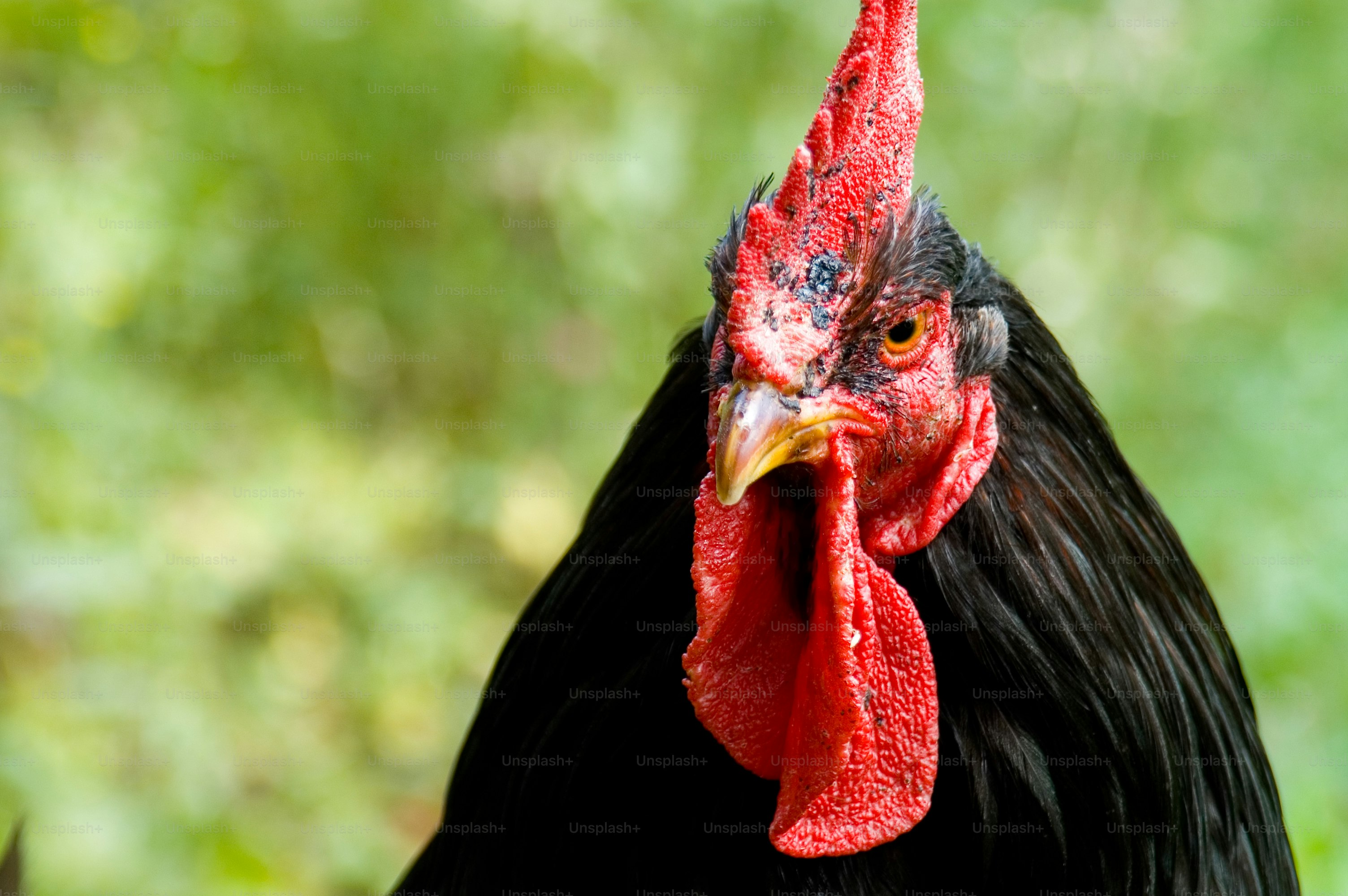 close up of a cockerel with copy space. see other rooster photos..