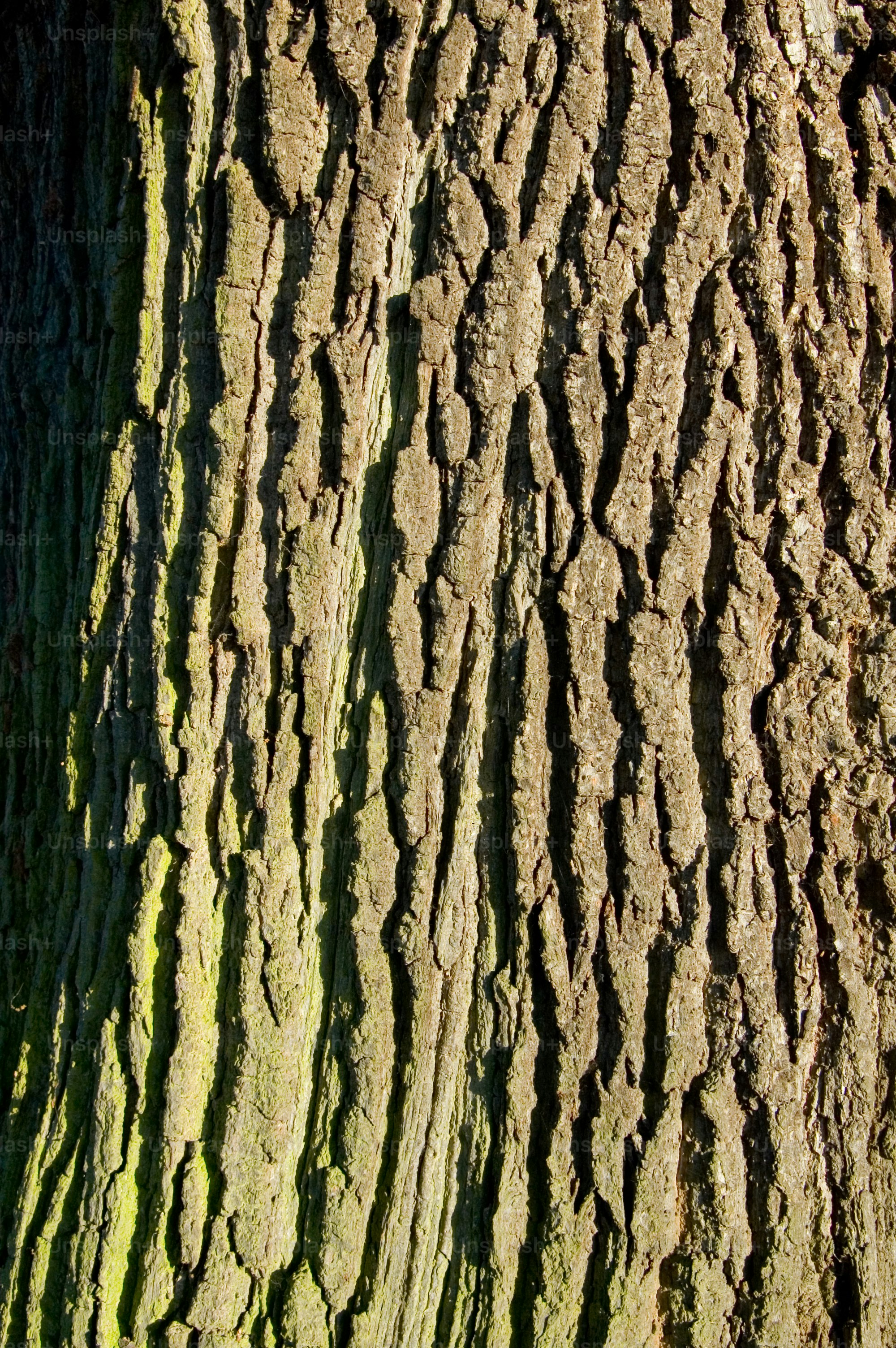 Deep grooved tree bark of an oak tree. photo – Forest Image on Unsplash