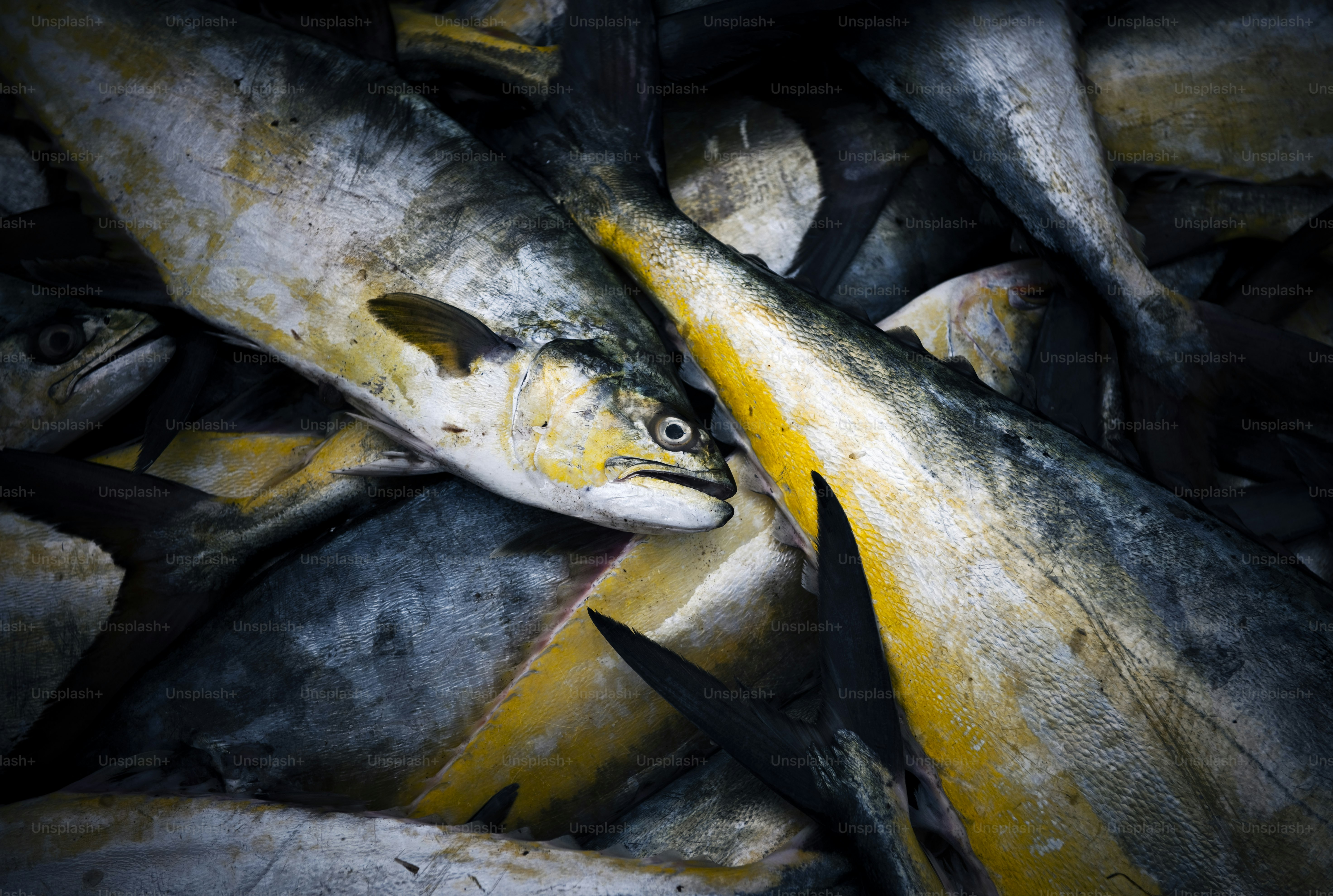 Ikan tuna segar langsung dari perahu.