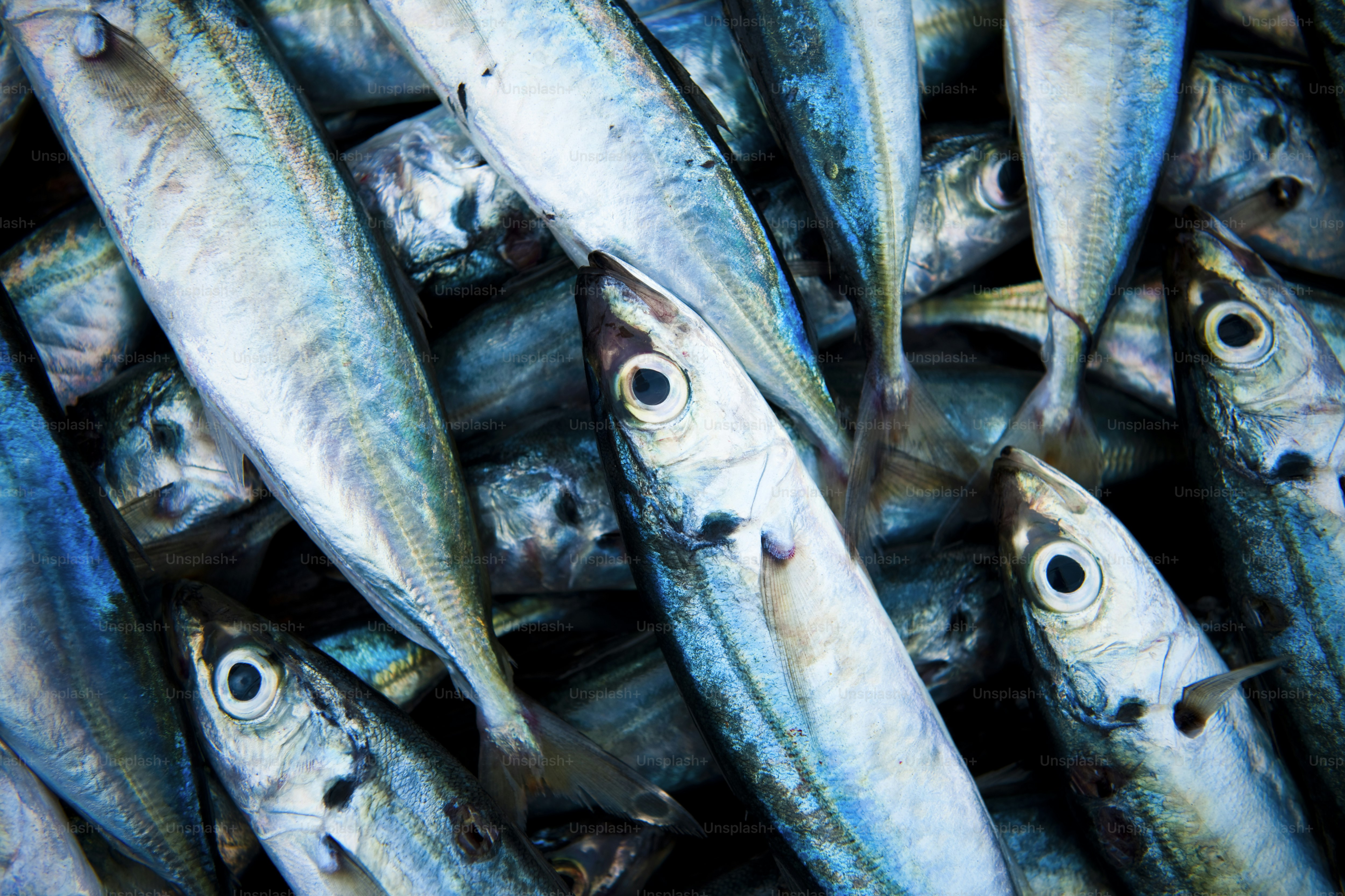 Ikan segar dari perahu.