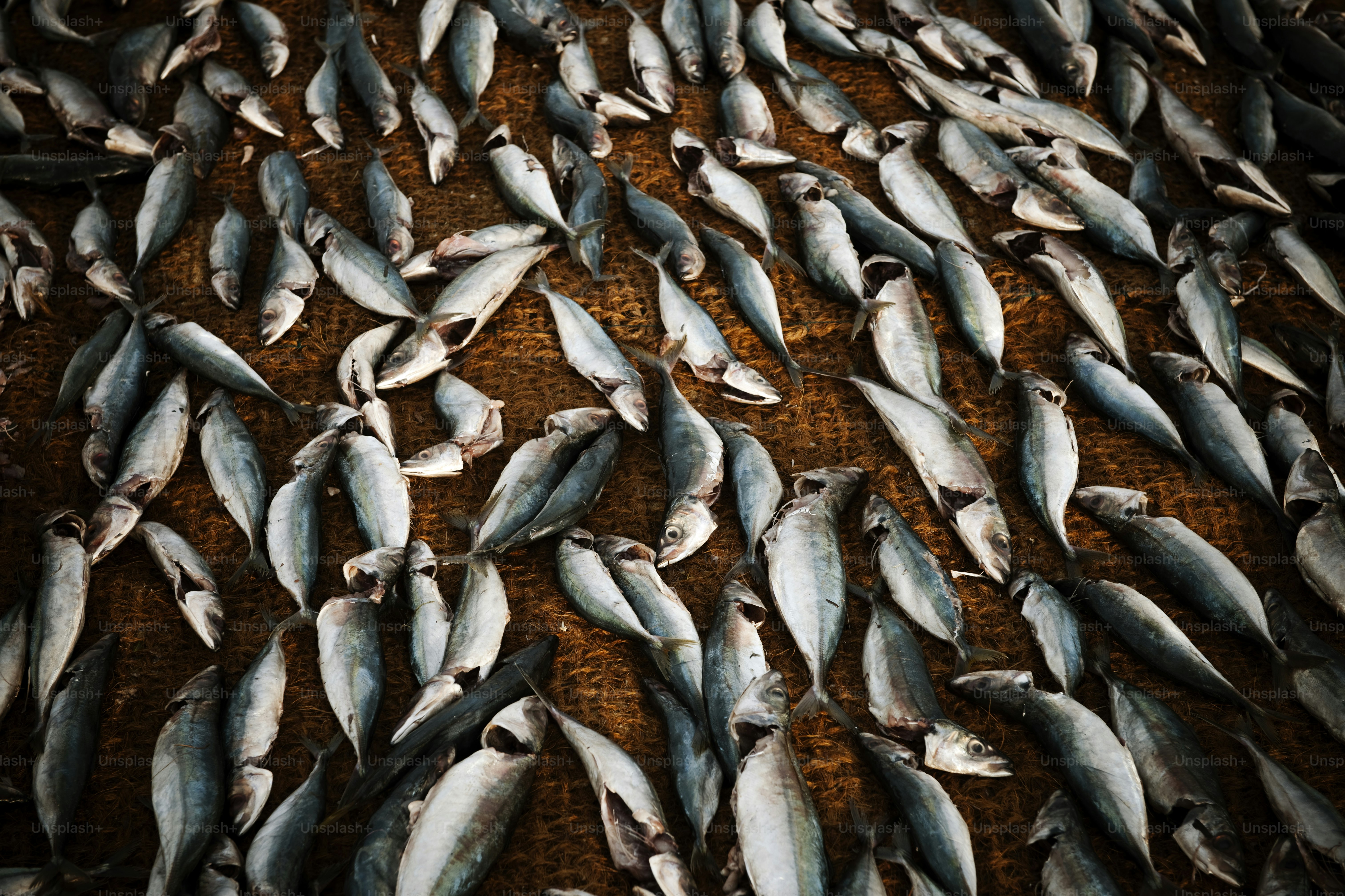 Pengeringan ikan di Sri Lanka