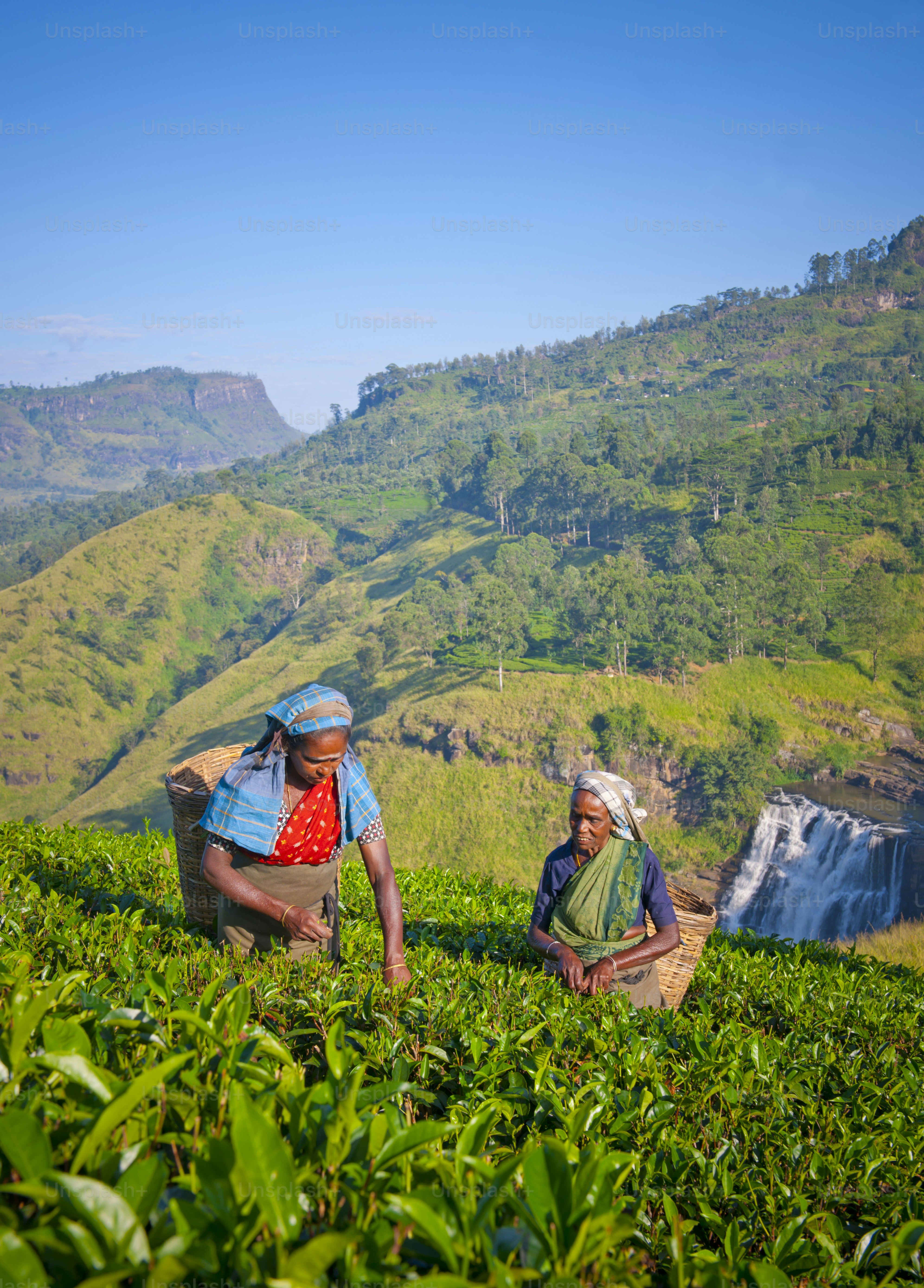 Two Sri Lankan women picking tea leaves