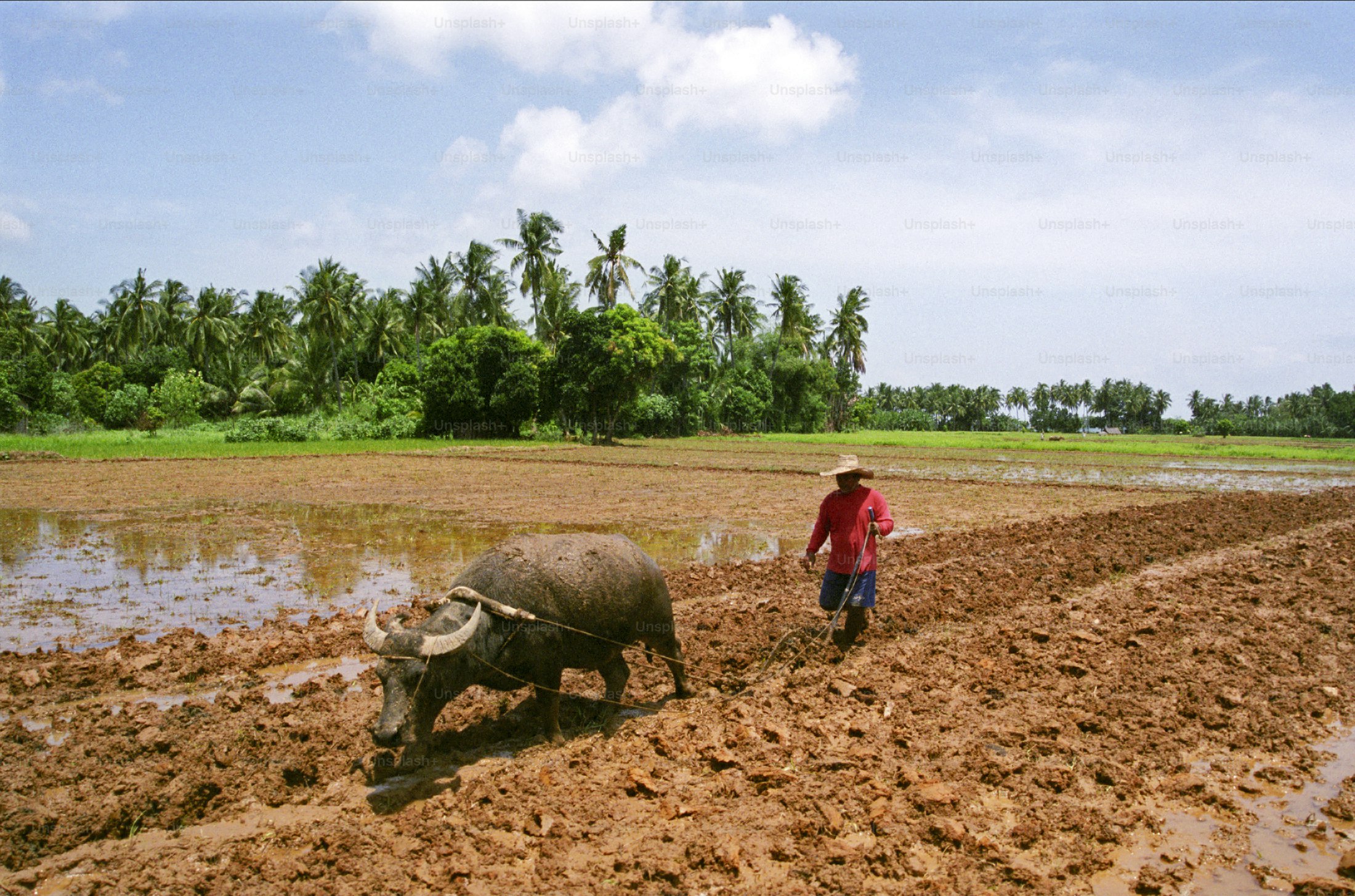 Ploughing with a buffalo in the Philippines. Please see more farming photos.