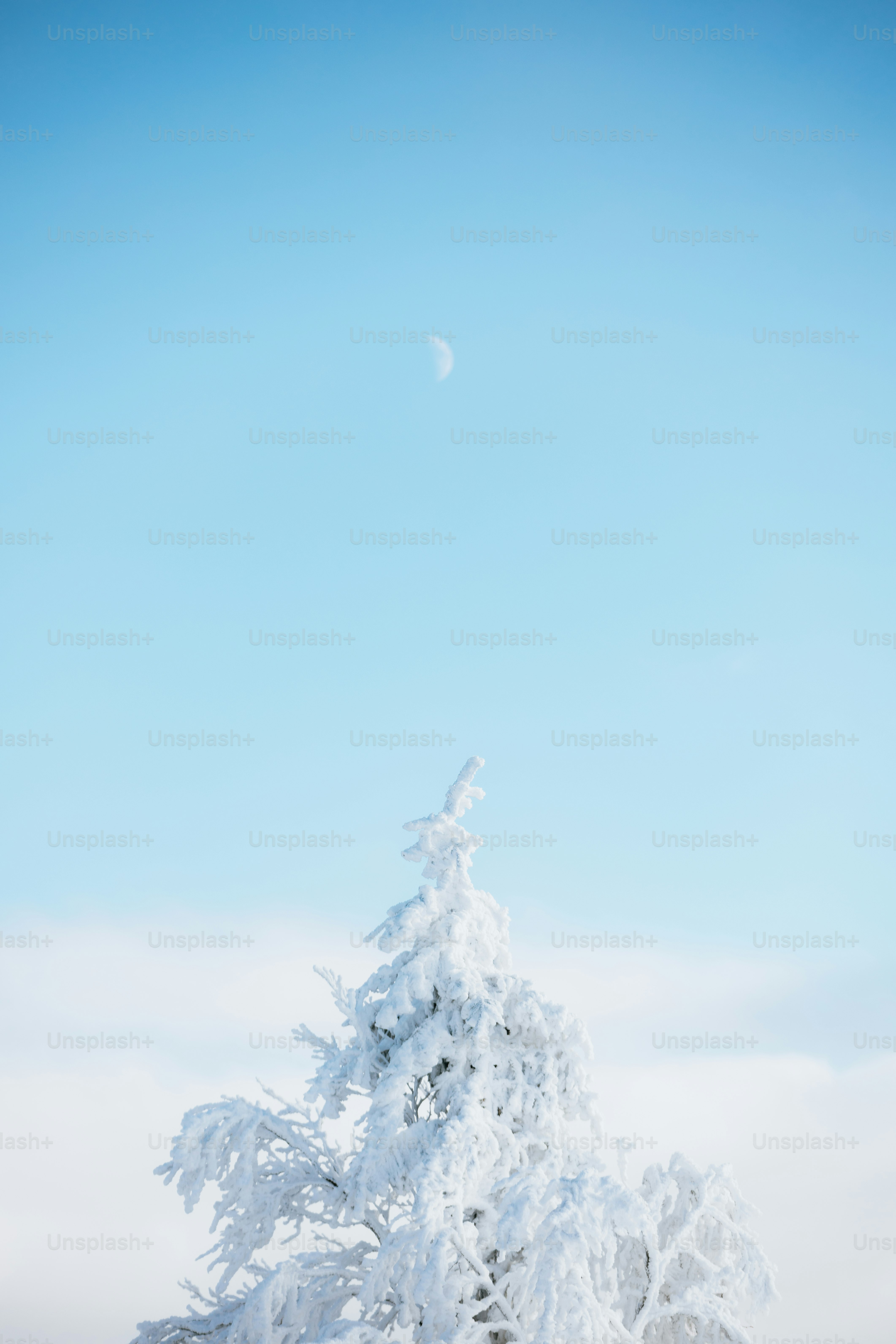 Un arbre enneigé contre un ciel bleu pâle avec une lune.