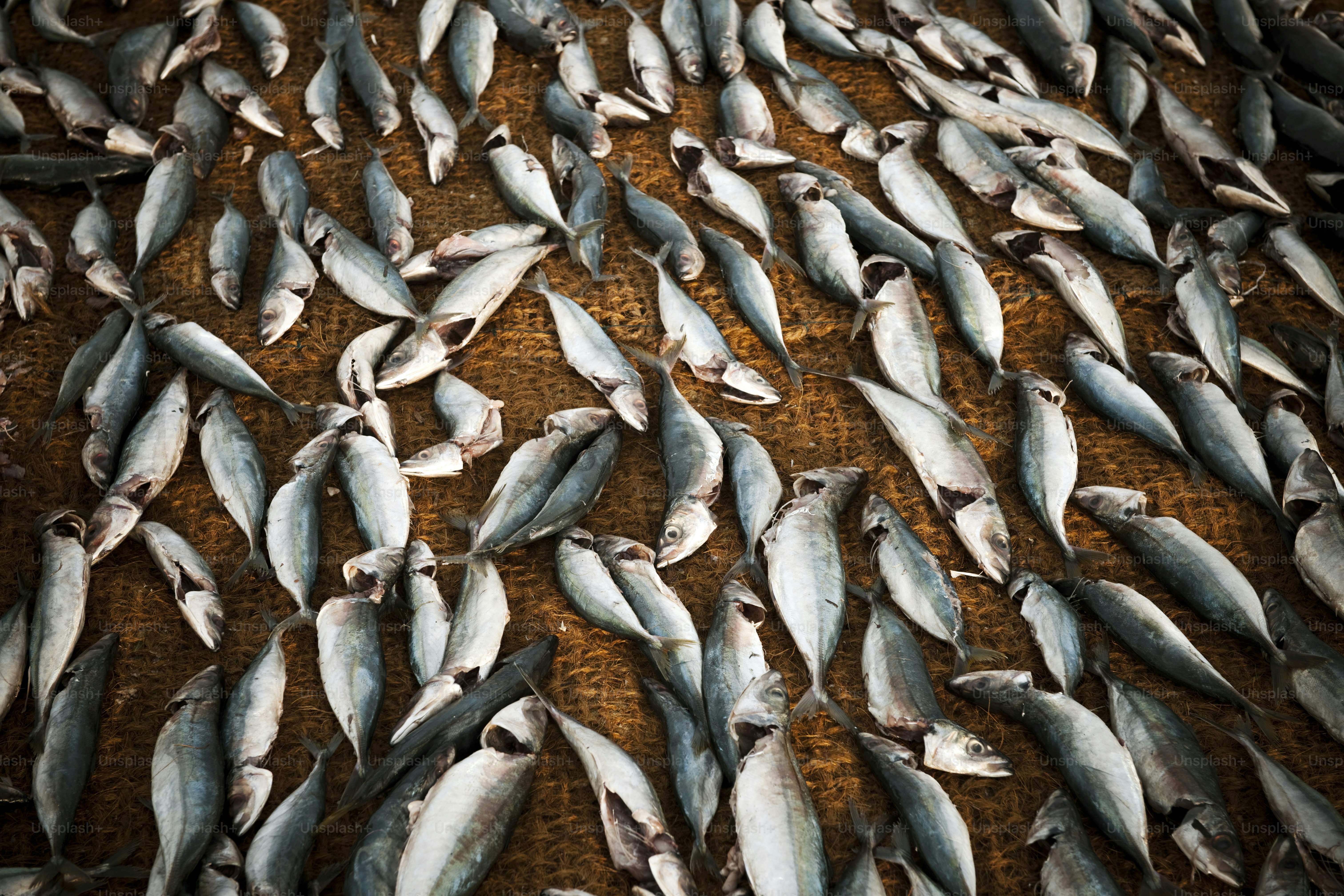School of fish prepred and drying.