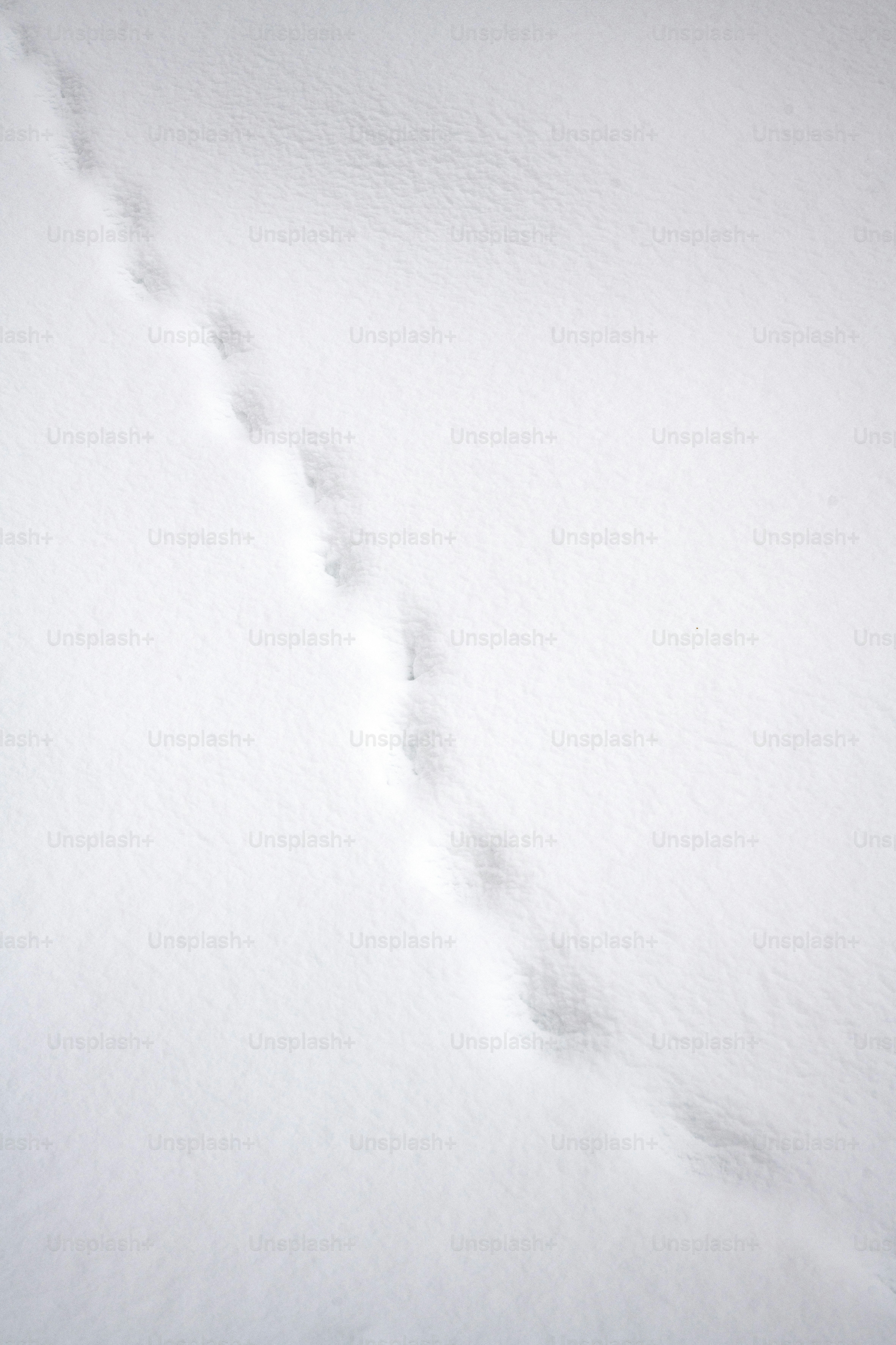 Des traces d’animaux traversant la neige fraîche