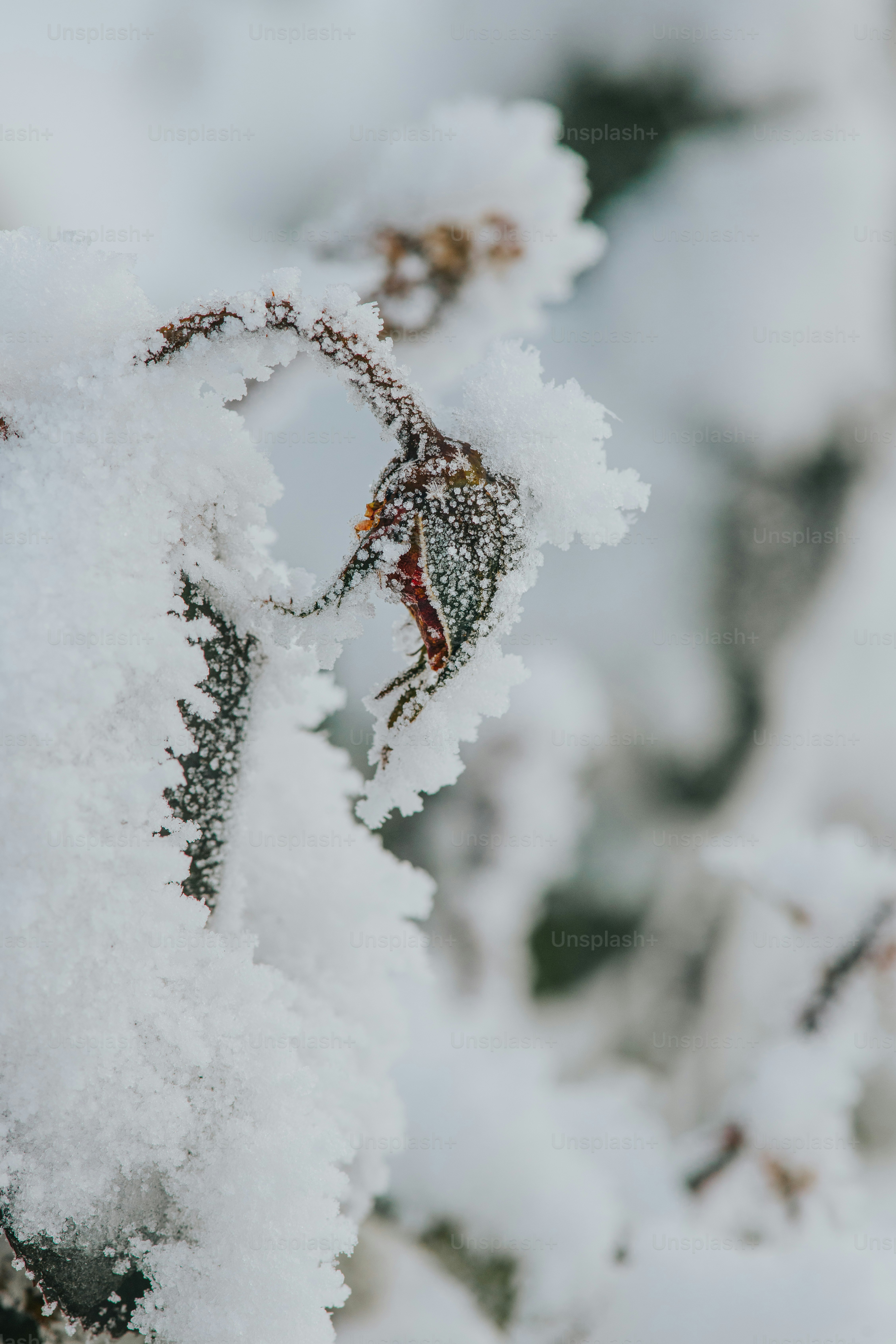 A rosehip covered in frost and snow