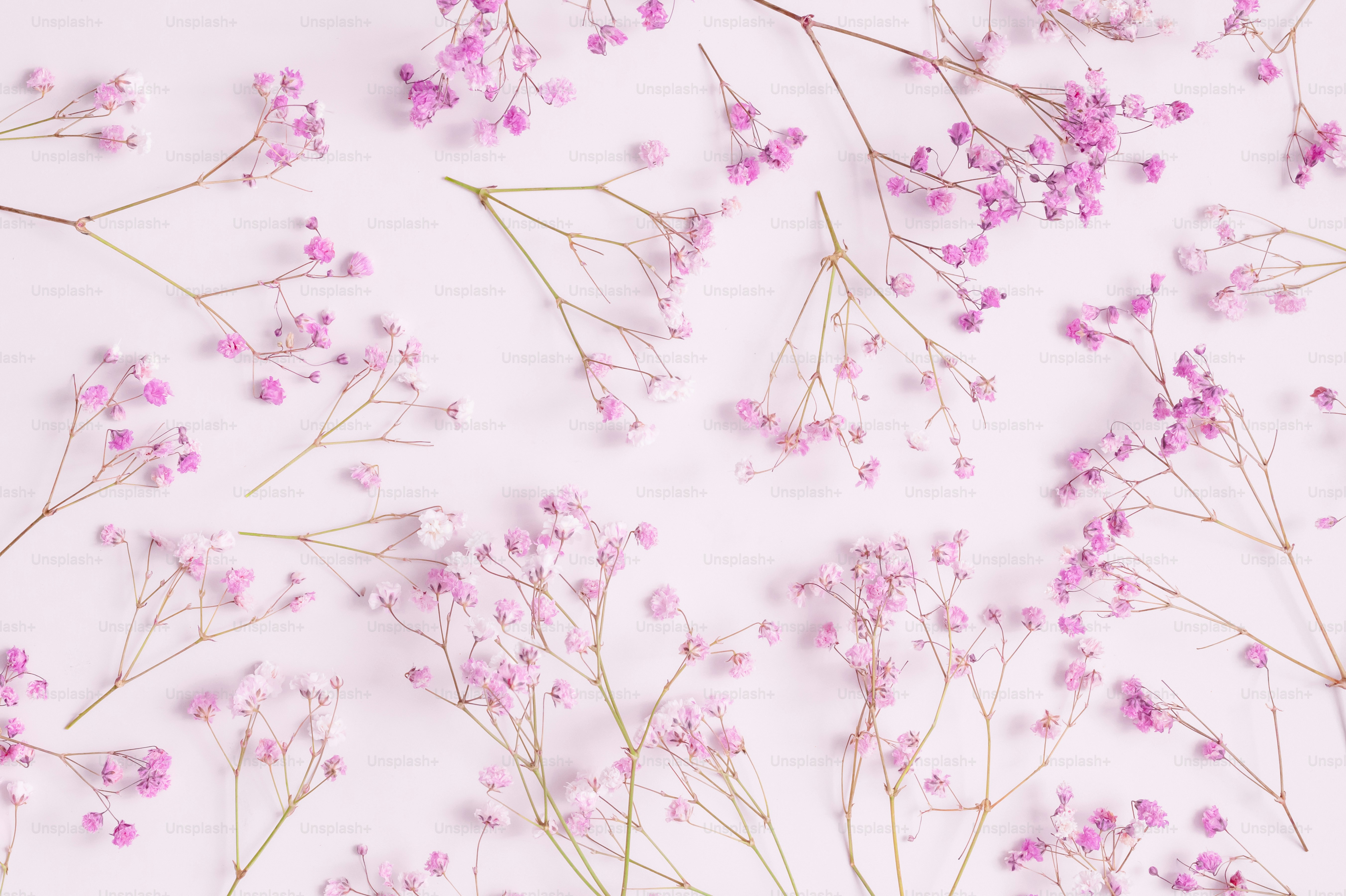 섬세한 분홍색 베이비브레스 꽃들이 흰 배경에 흩어져 있다