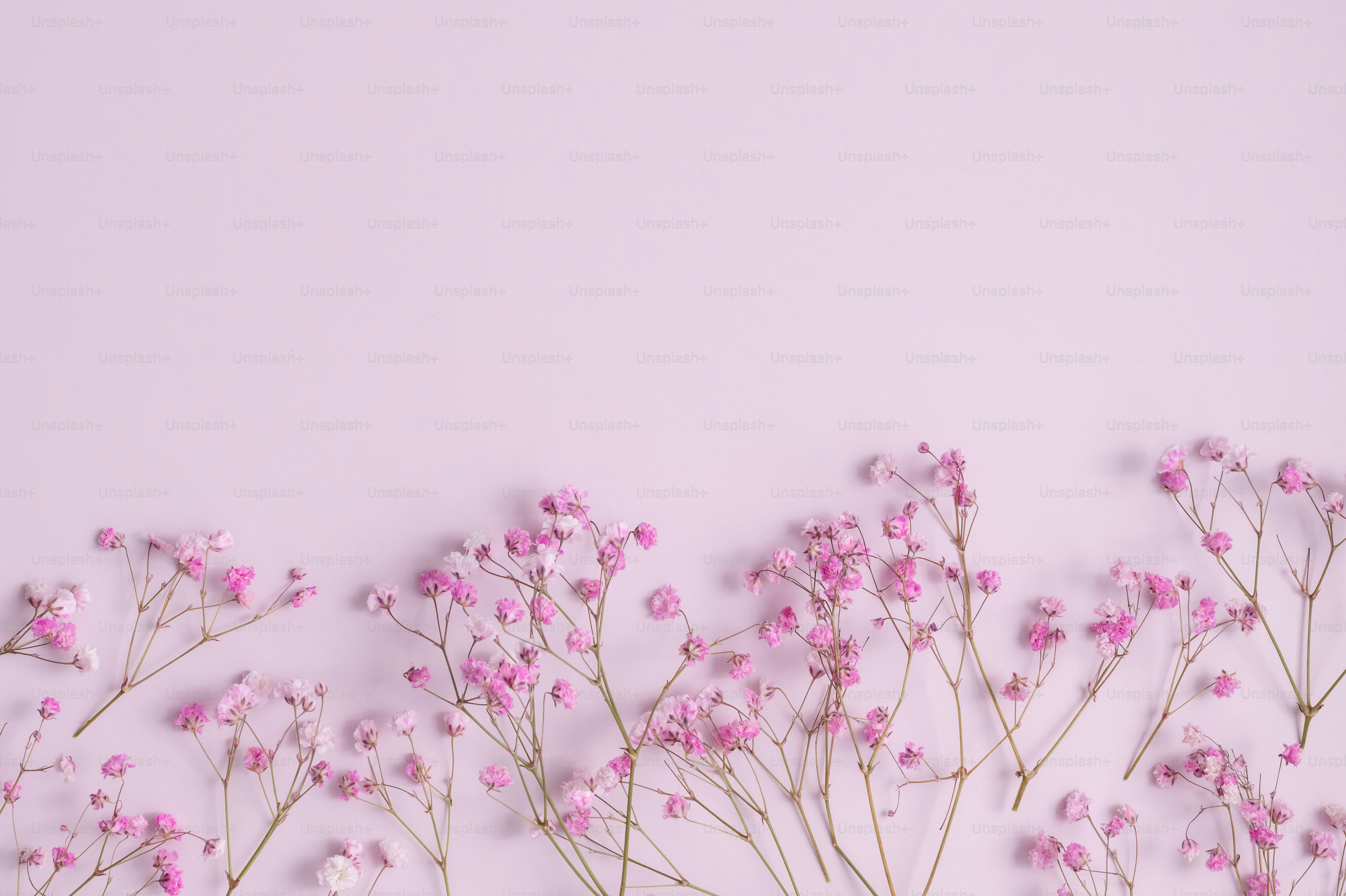 연한 배경에 섬세한 분홍색 베이비스 브레스 꽃이 핀다