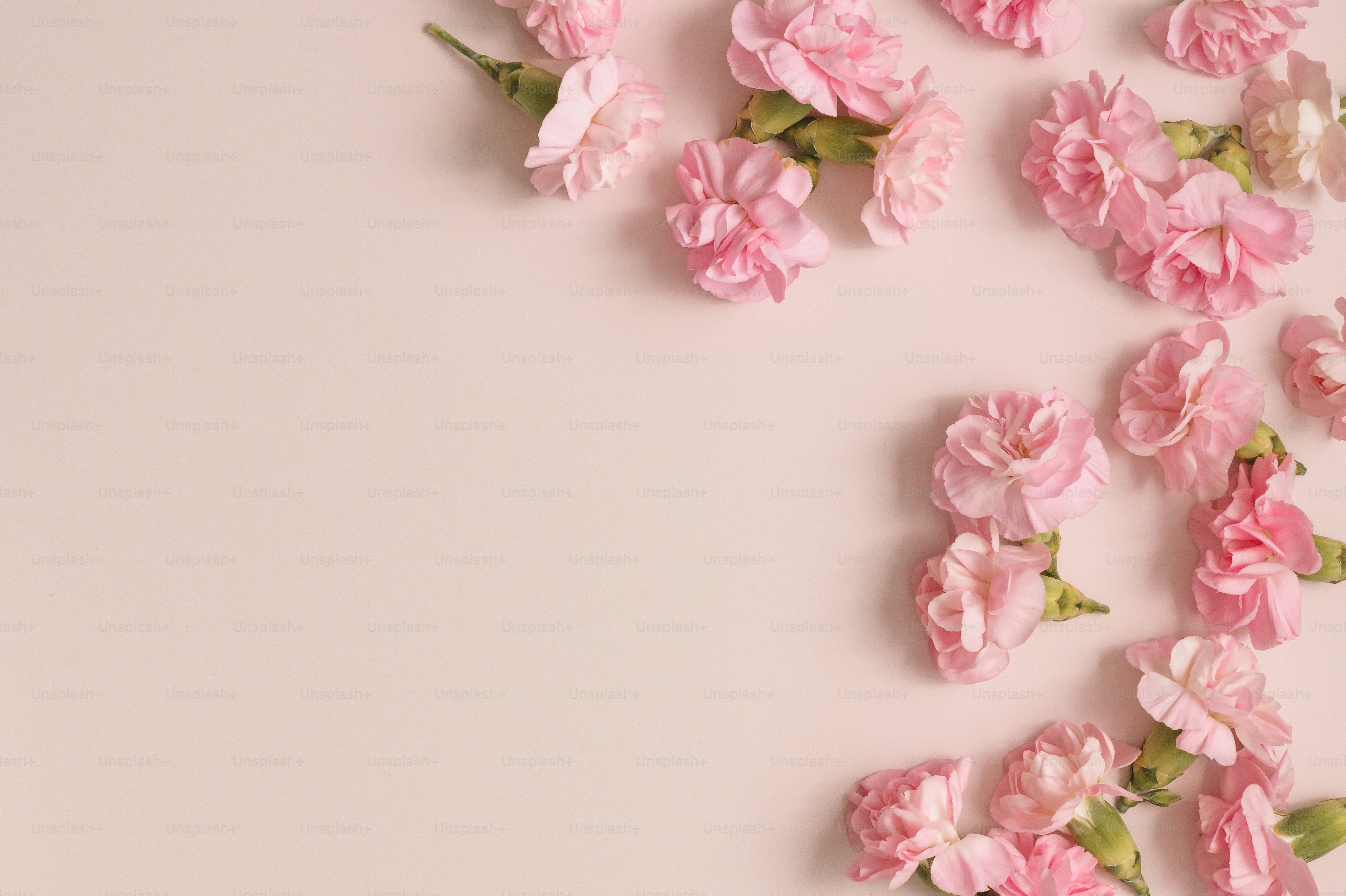 부드러운 분홍색 배경 위에 섬세한 분홍색 카네이션이 흩어져 있었다.
