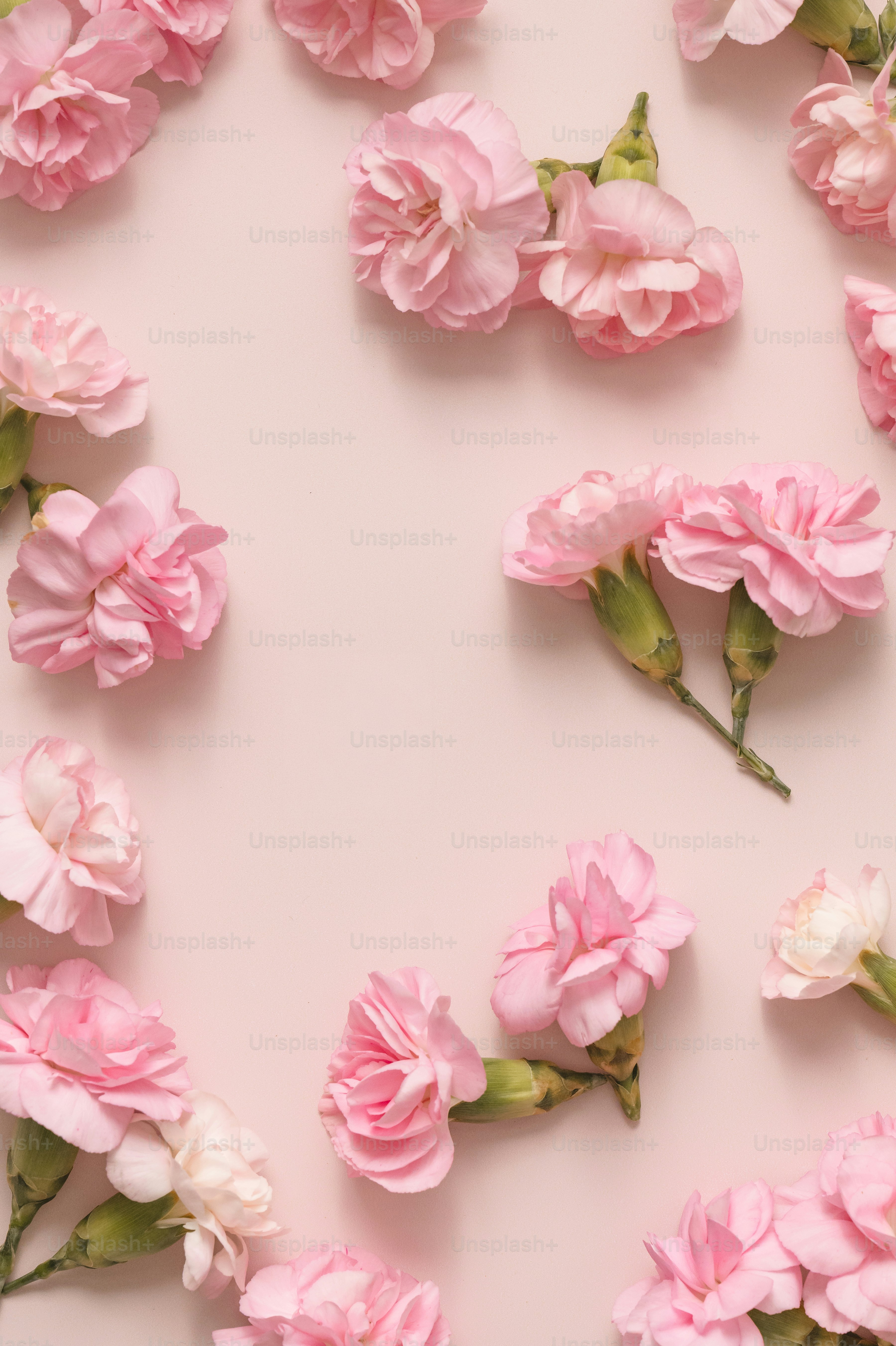 연한 분홍색 배경에 분홍색 카네이션이 흩어져 있었다