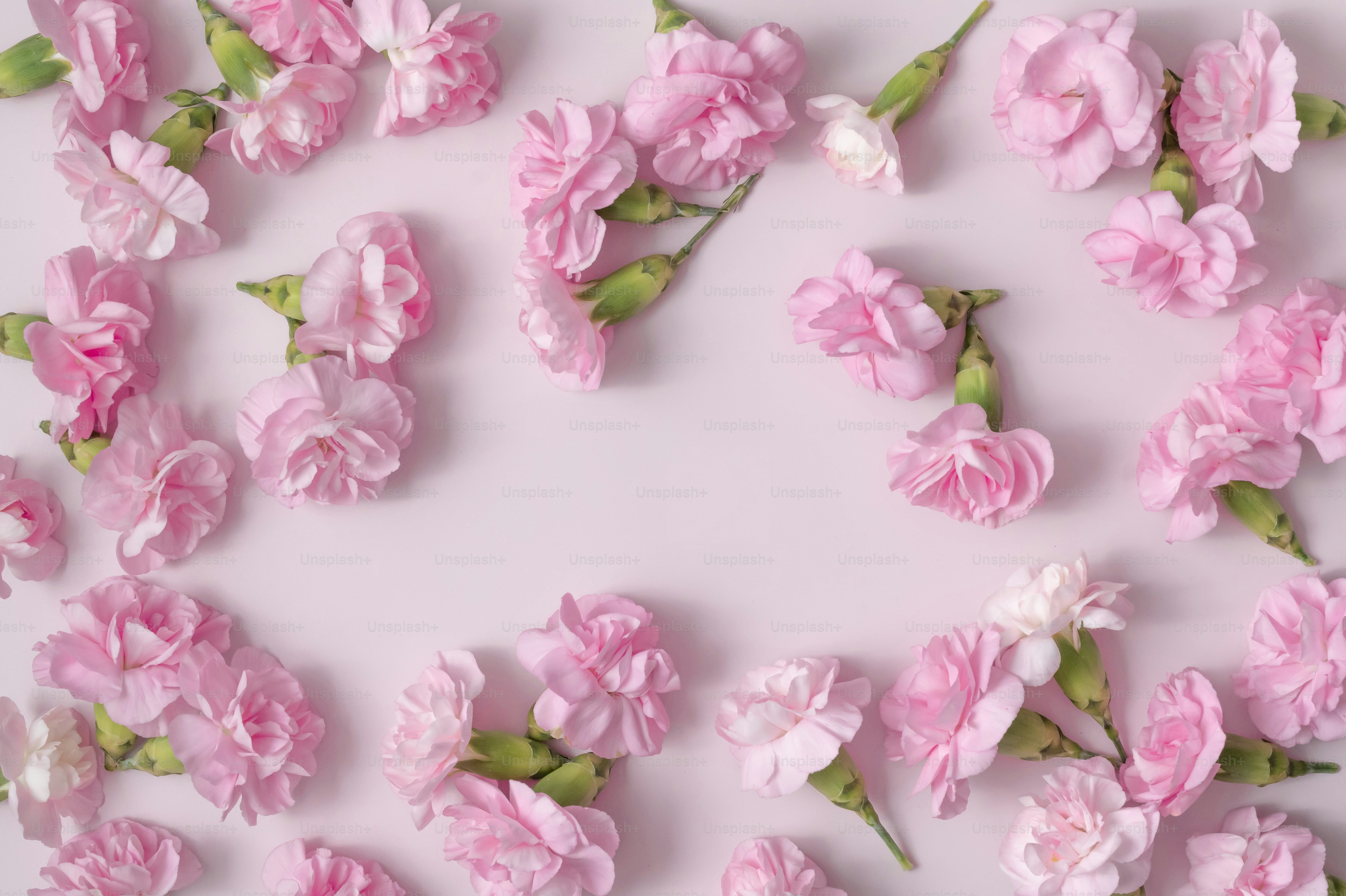 연한 분홍색 배경에 분홍색 카네이션이 흩어져 있었다