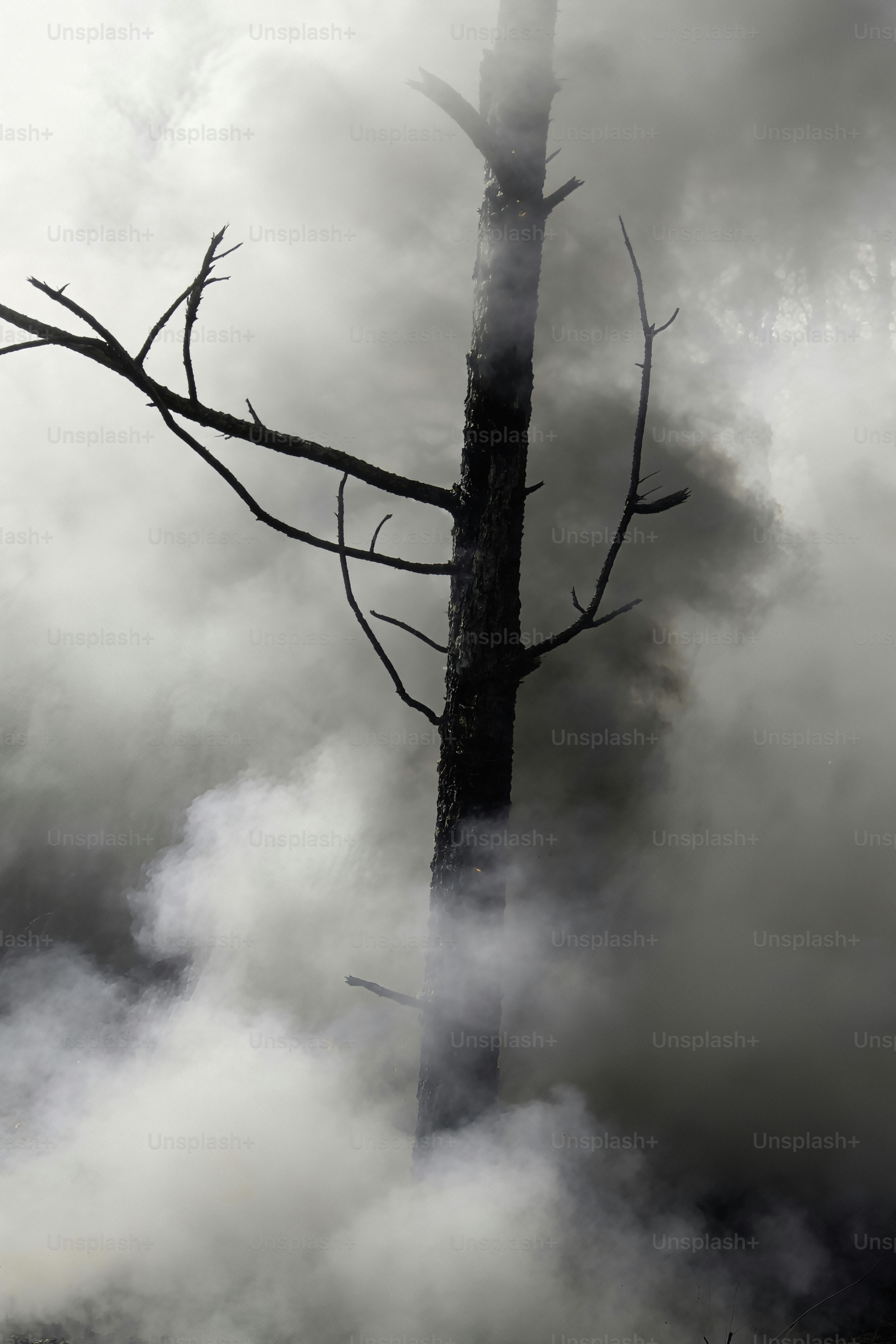 A dead tree trunk shrouded in thick smoke