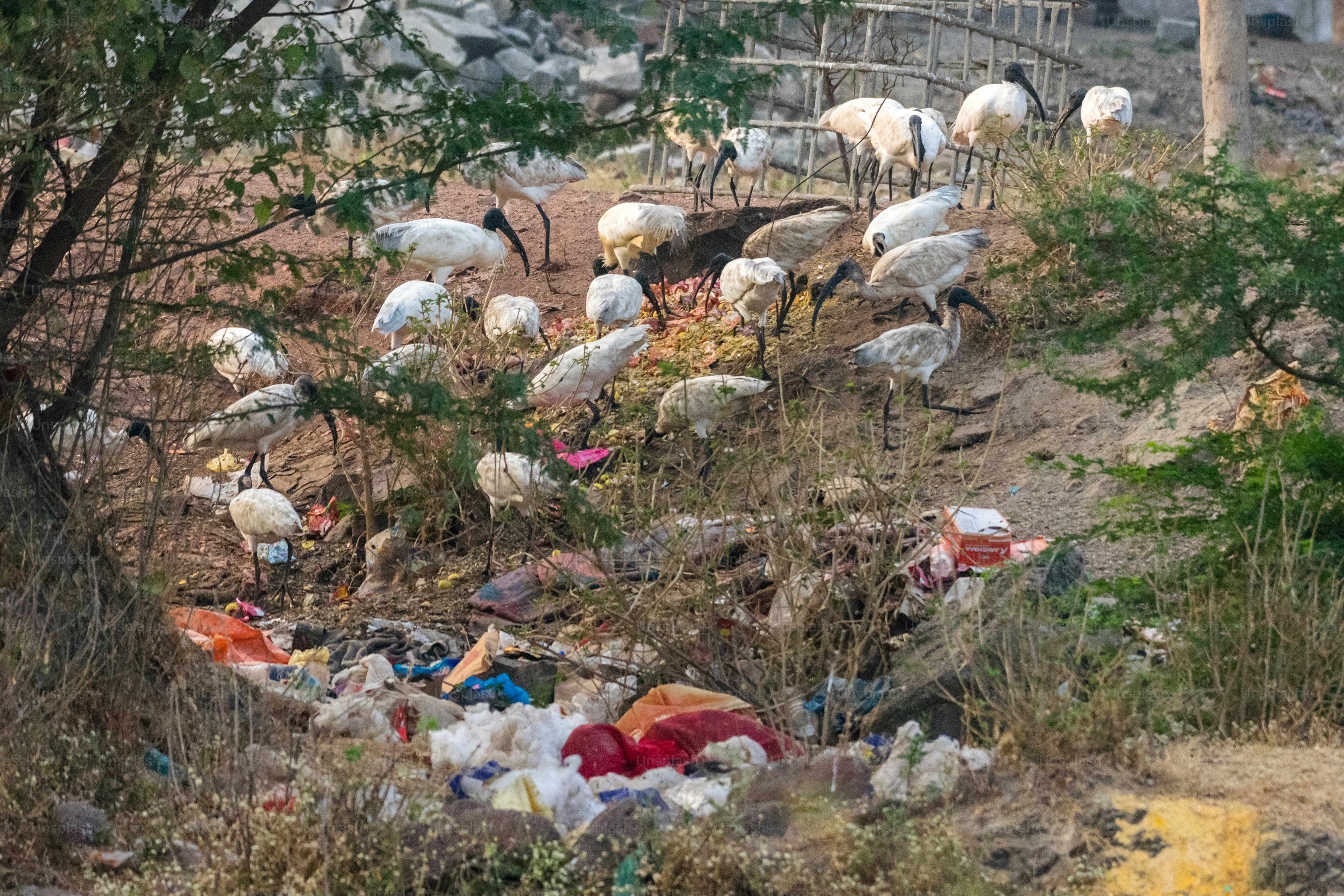 A flock of ibis birds foraging in a garbage dump.