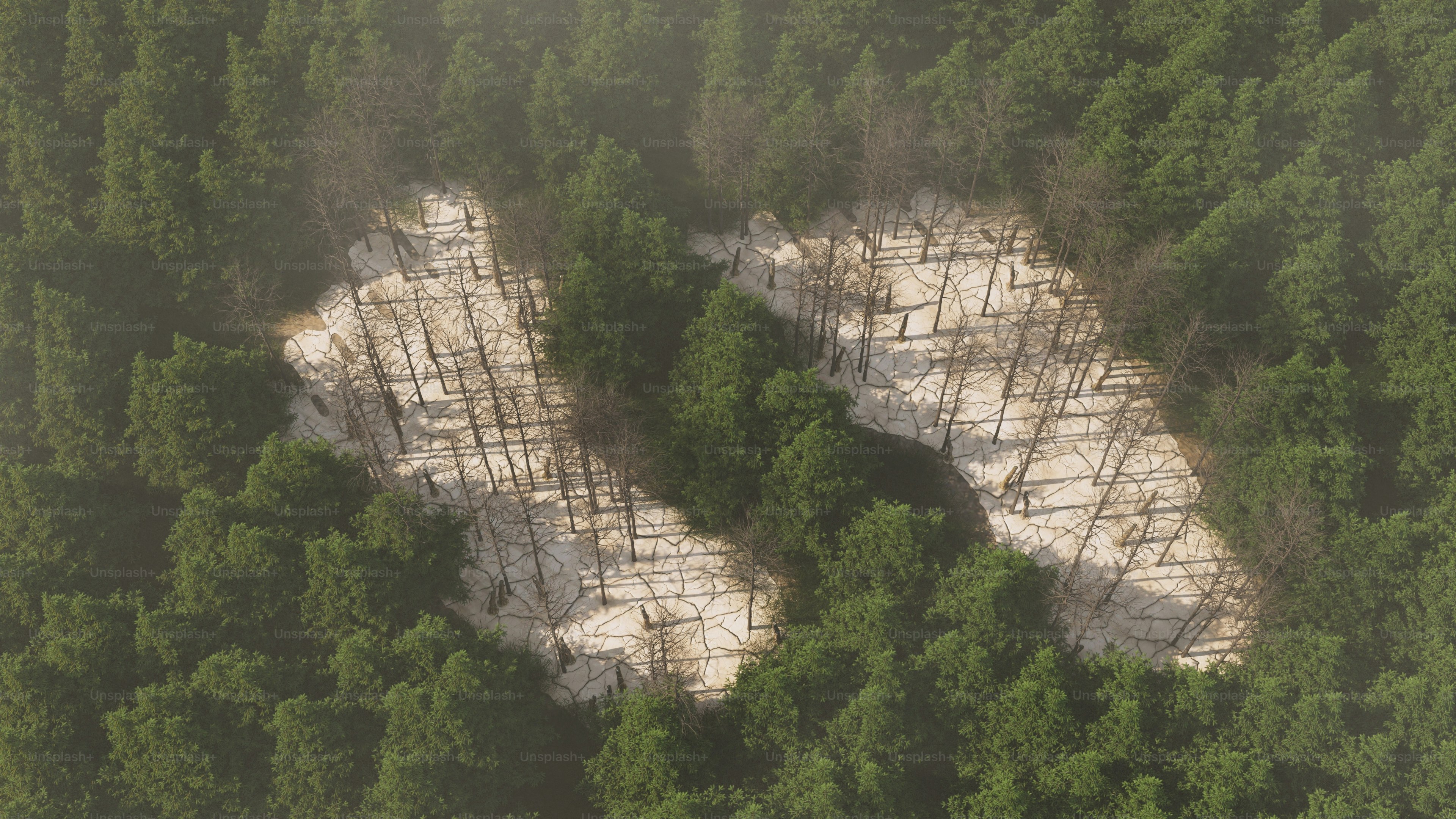 Eine Lichtung in einem dichten Wald offenbart einen felsigen Vorsprung.