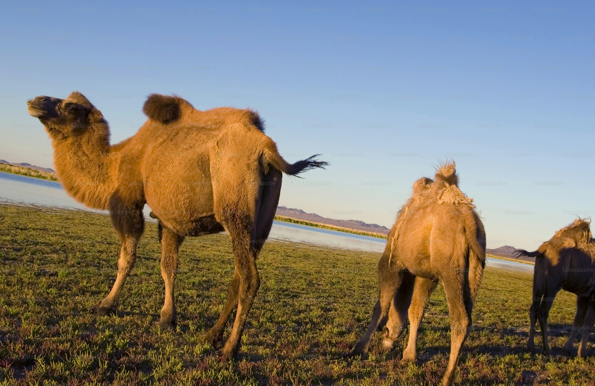 Camels Scenic Nature Animals Travel Concept