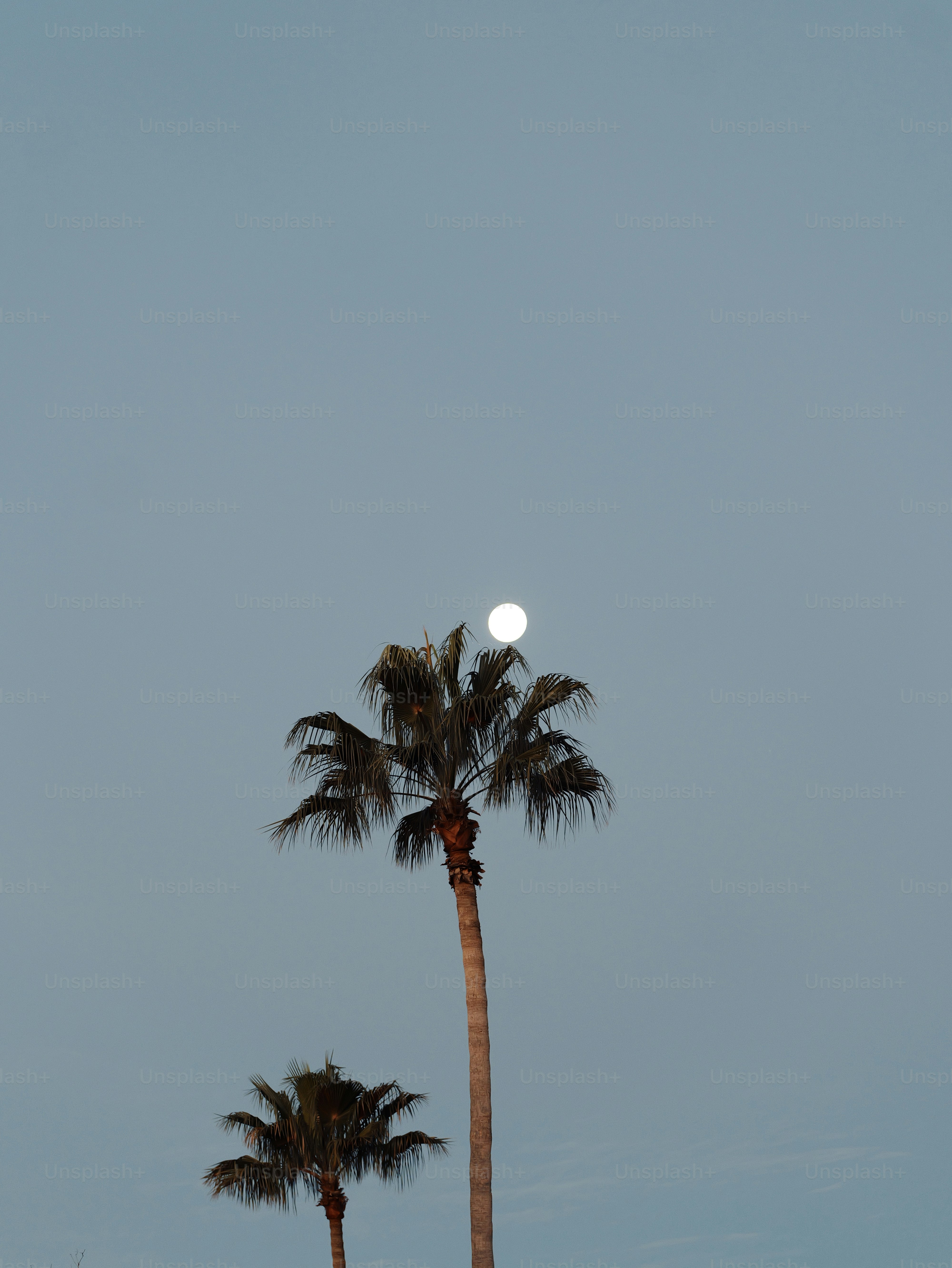 Two palm trees against a pale blue sky with moon.