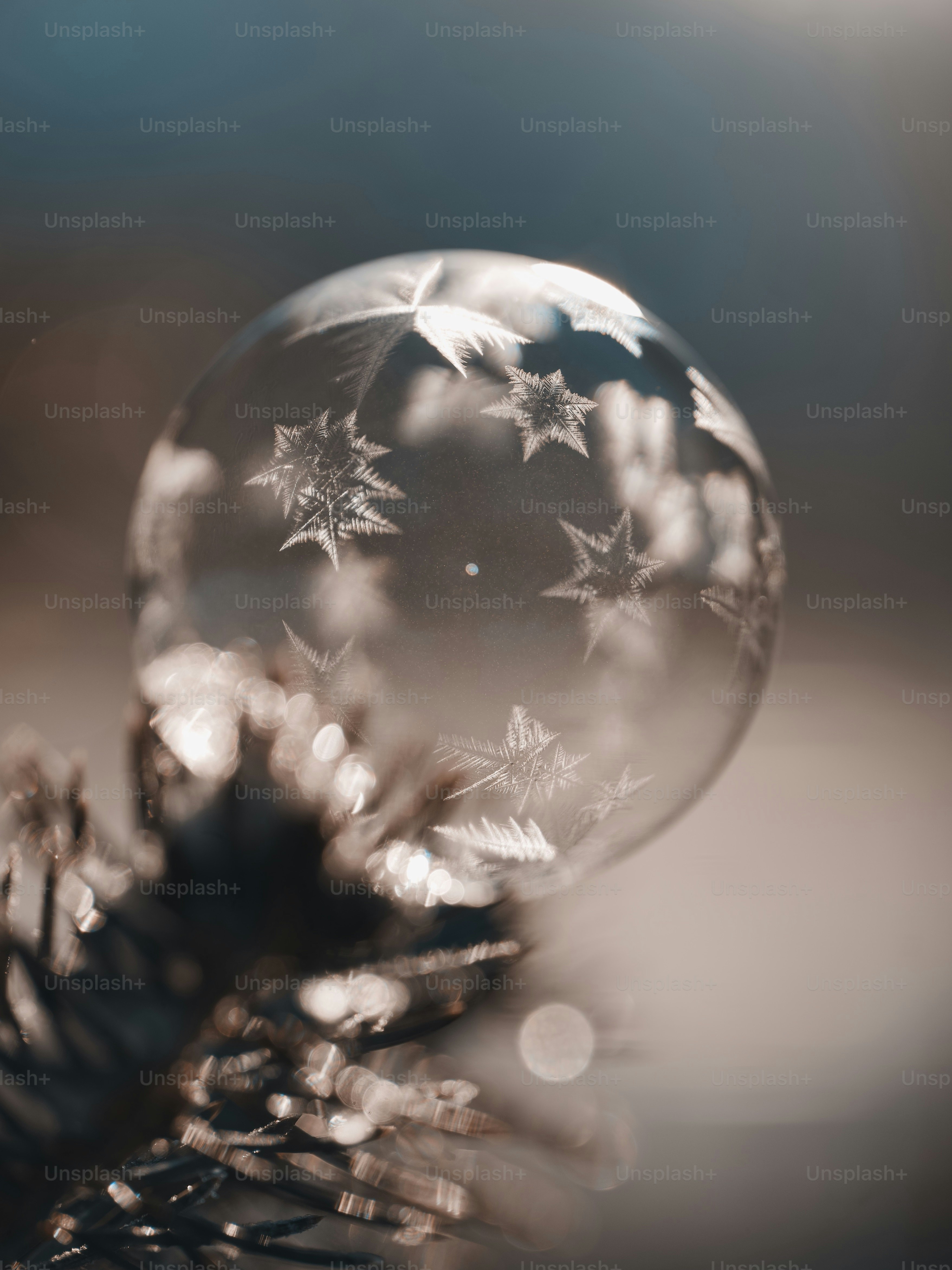 Frozen bubble with star patterns on pine branch