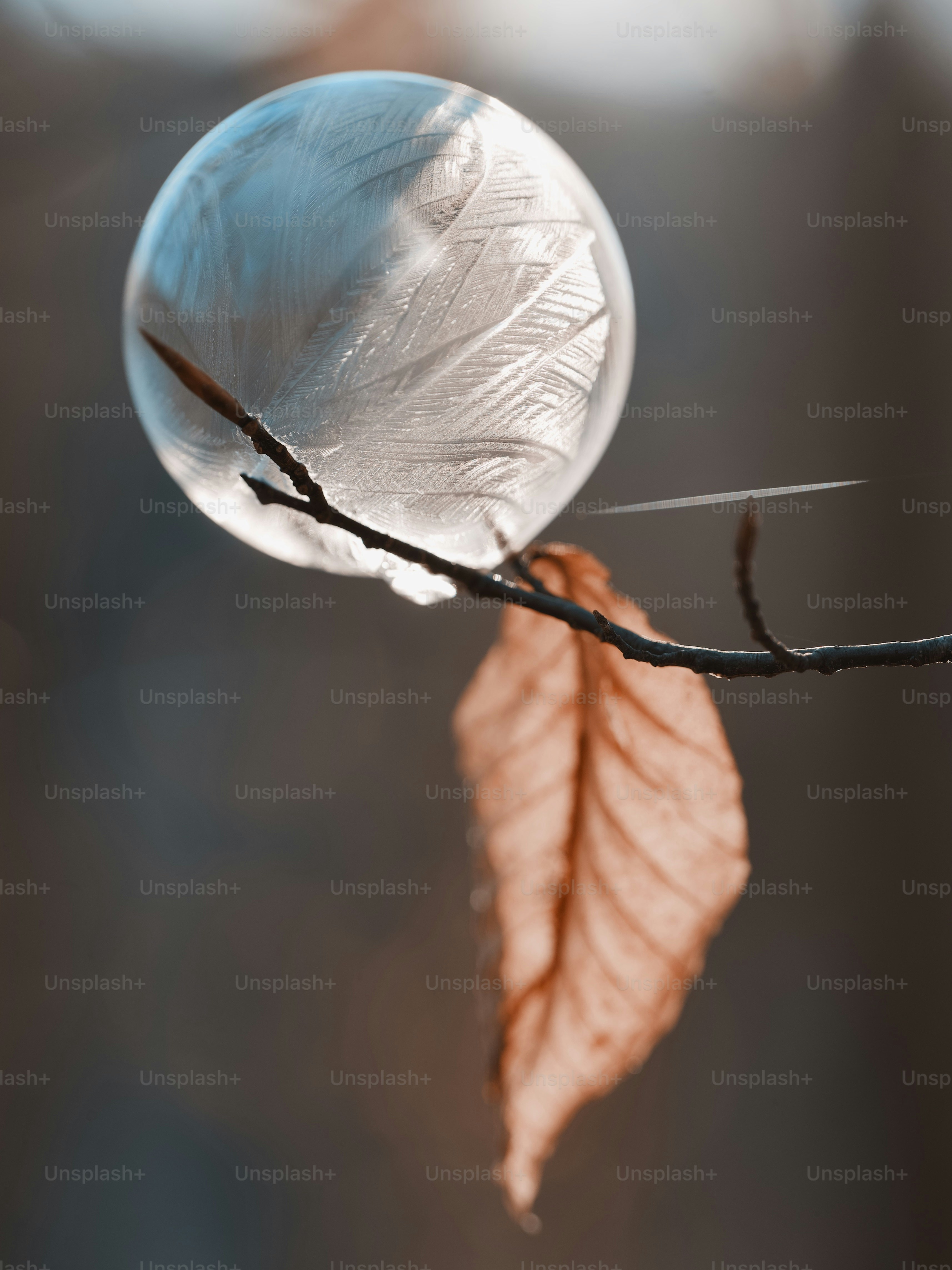 Frozen bubble with feather pattern on a branch