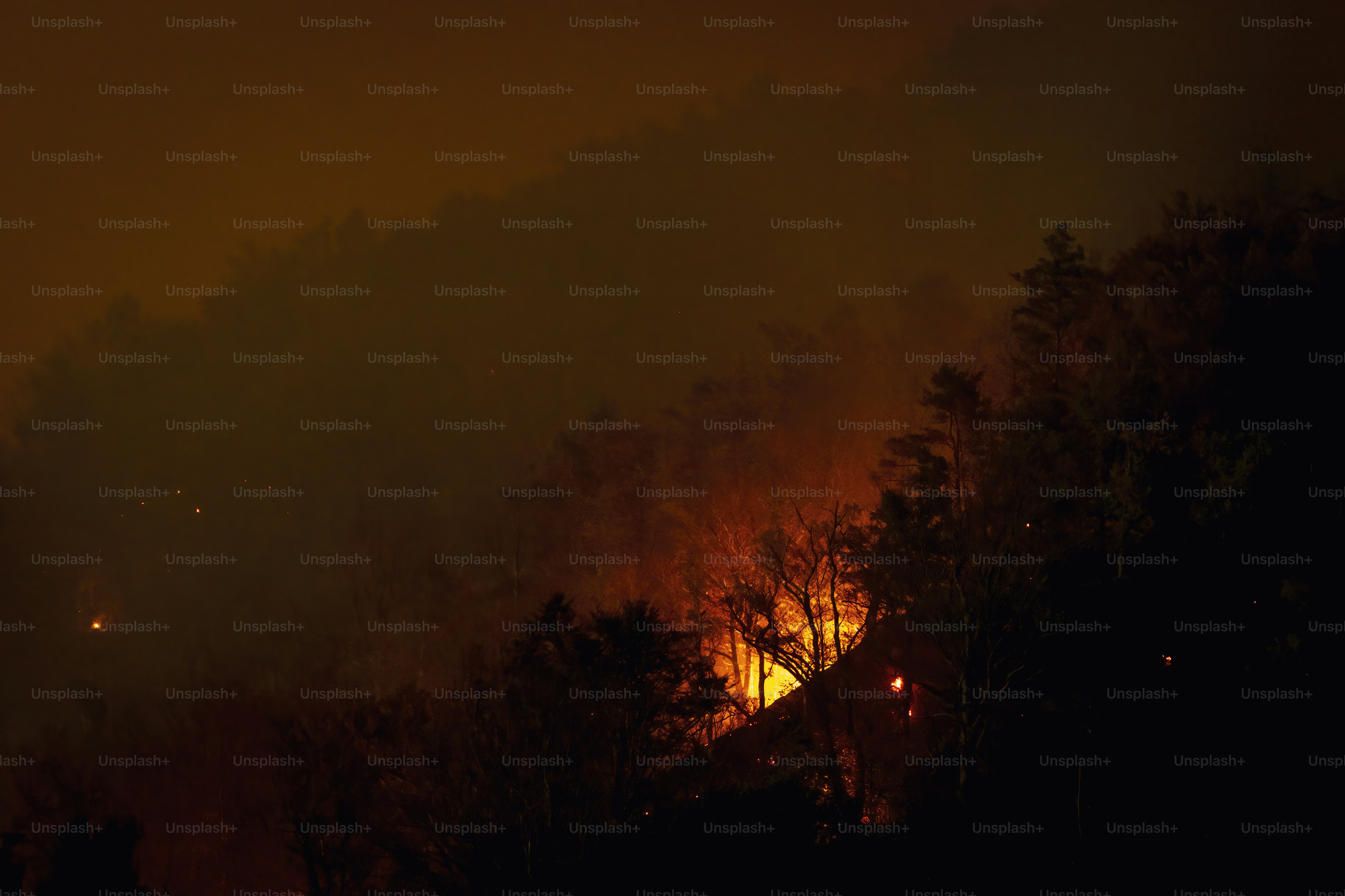Forest fire at night with glowing embers. photo – Forest Image on Unsplash