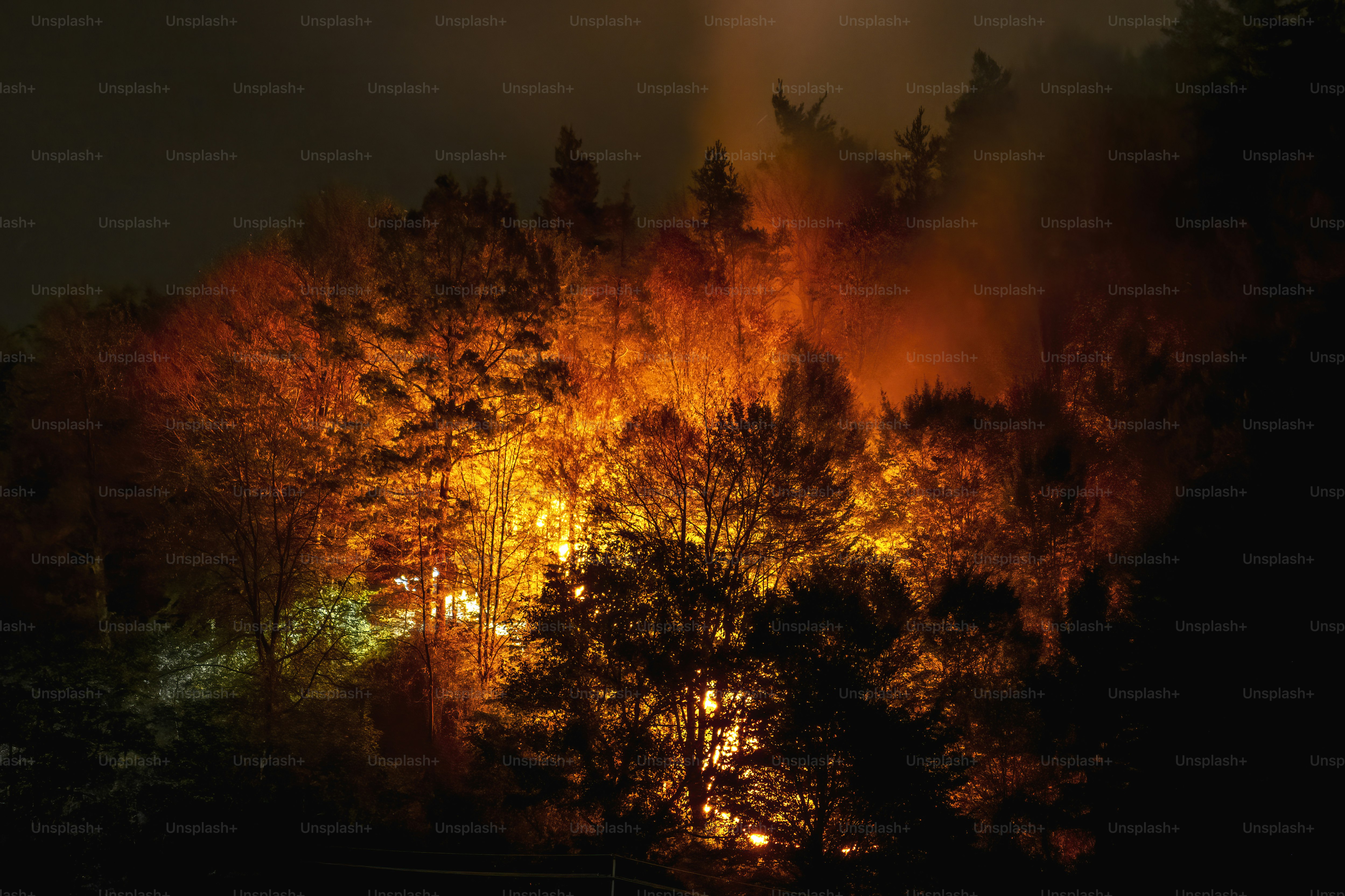 Forest fire at night with glowing orange flames photo – Forest Image on ...