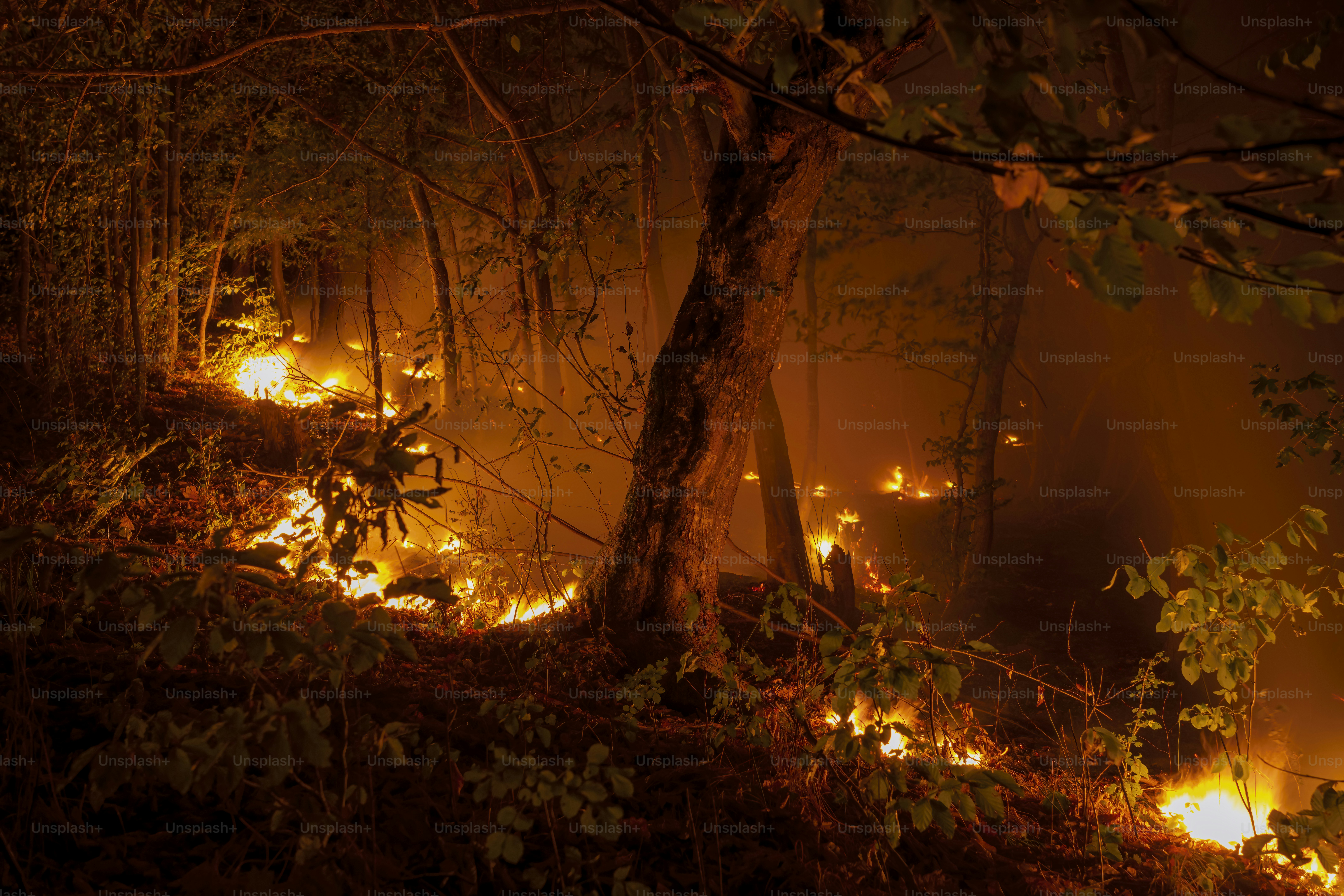 Forest fire at night with flames illuminating trees. photo – Forest ...