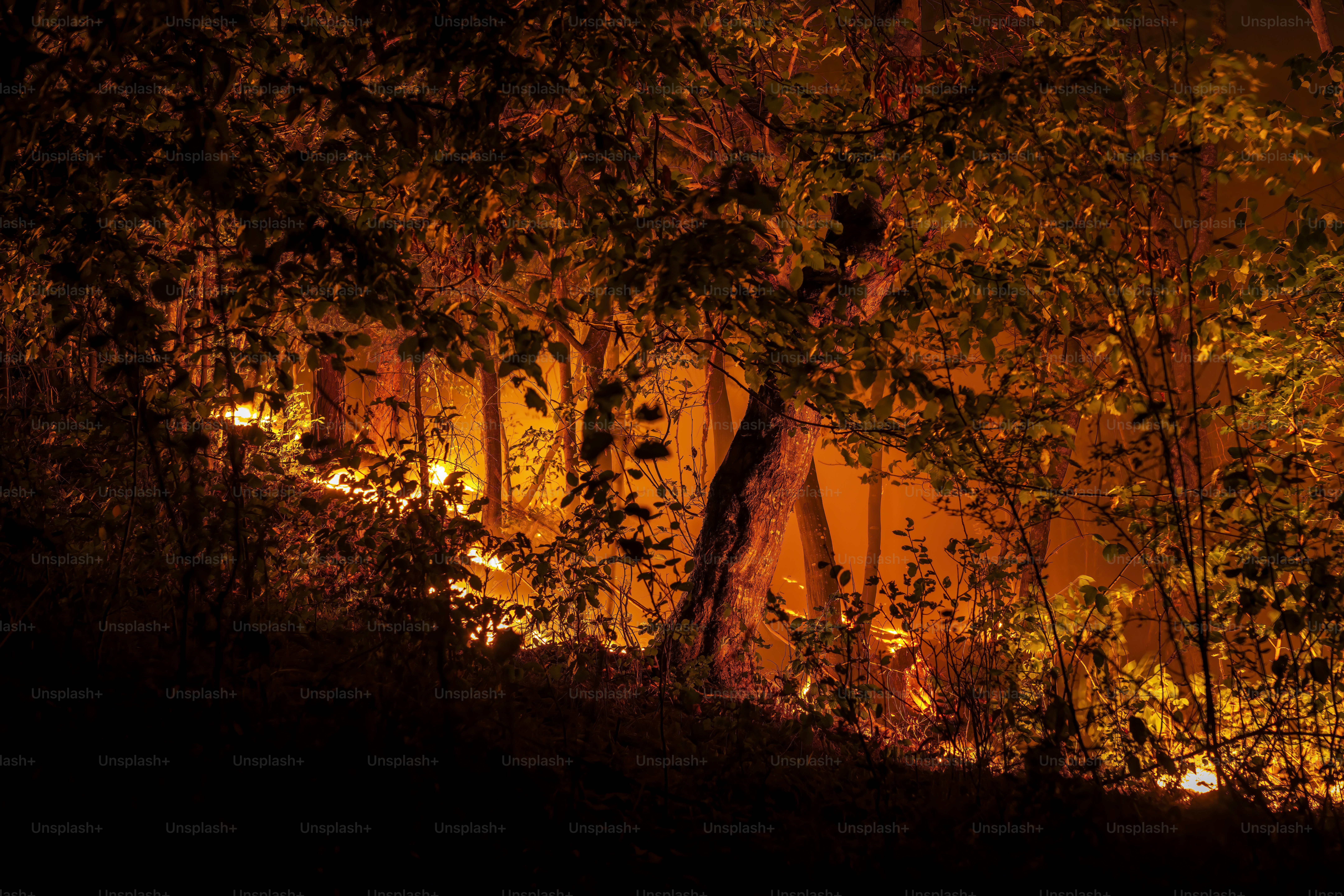 Forest fire at night with glowing embers.