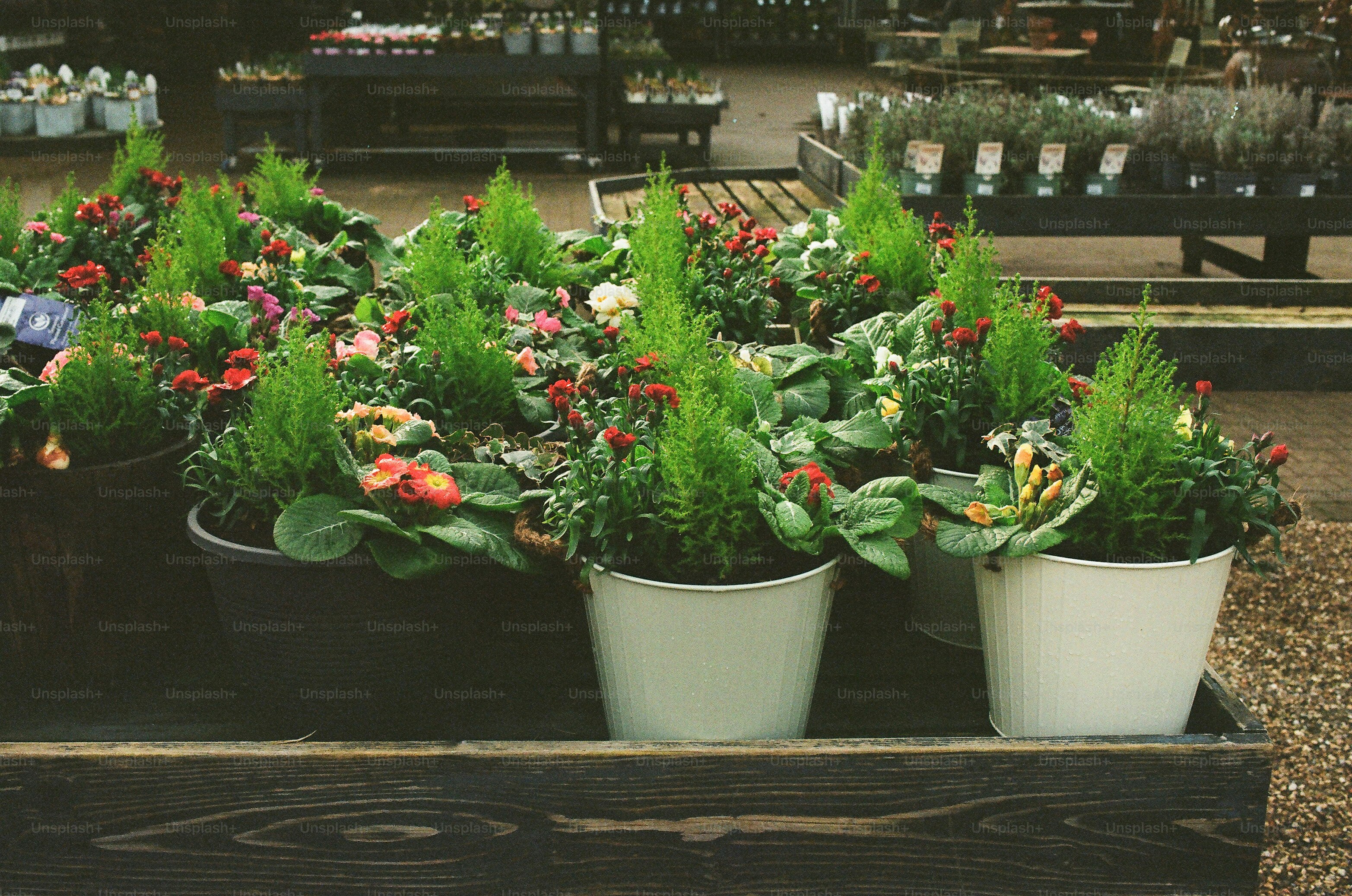 Potted plants with green foliage and red flowers