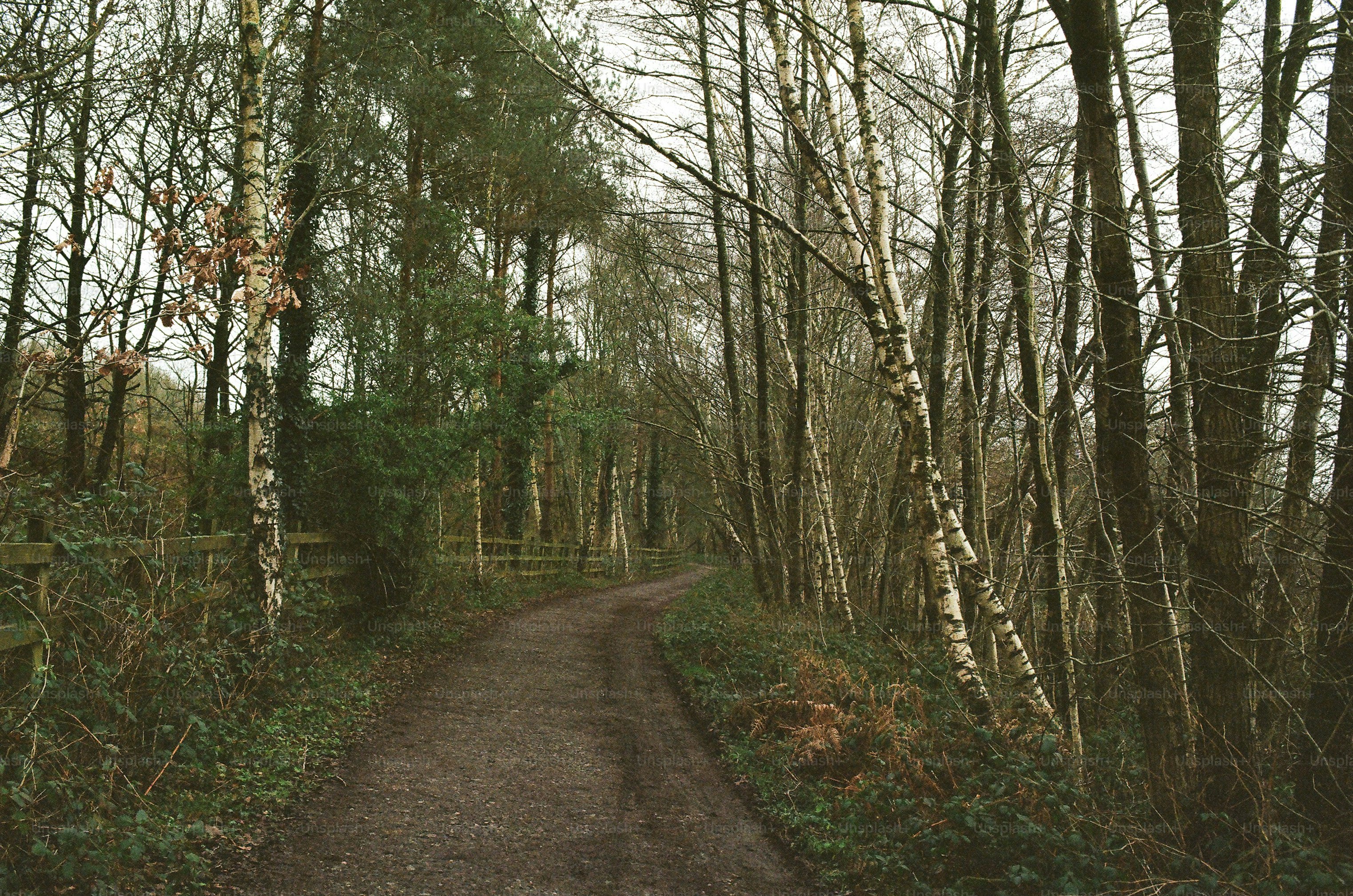 A dirt path winds through a dense forest.