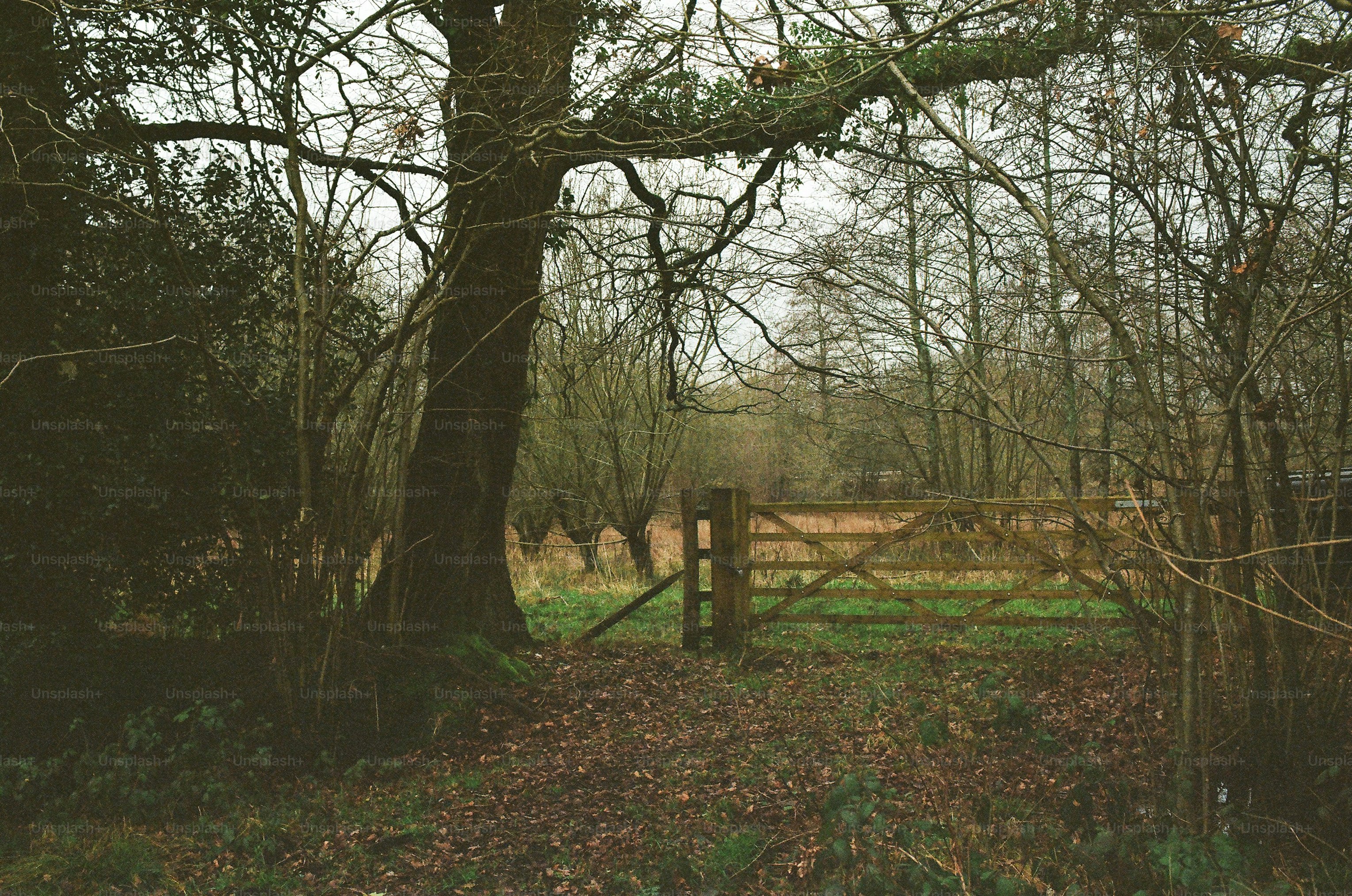 Wooden gate in a forest clearing with bare trees.