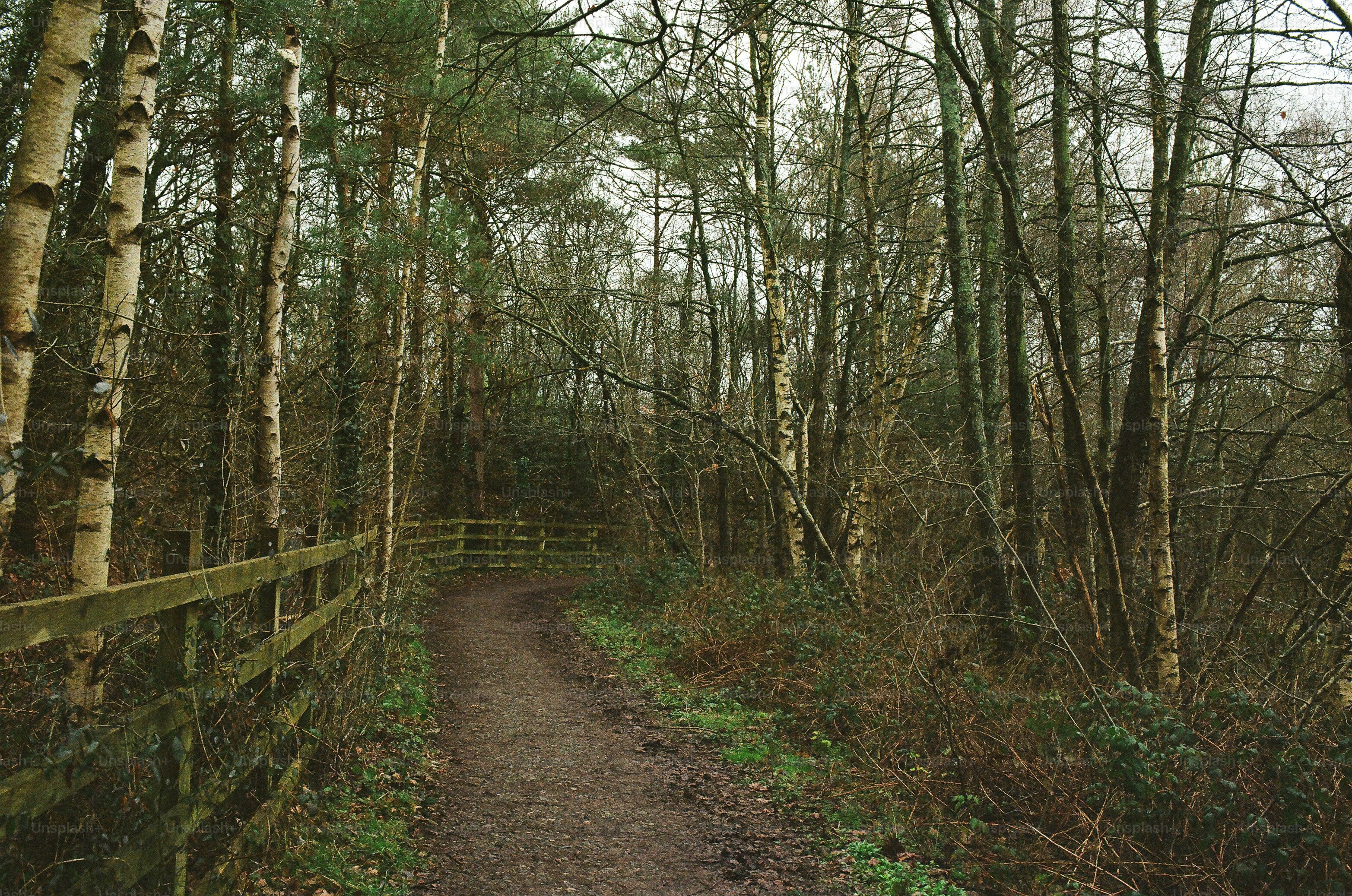 A dirt path winds through a birch and pine forest.