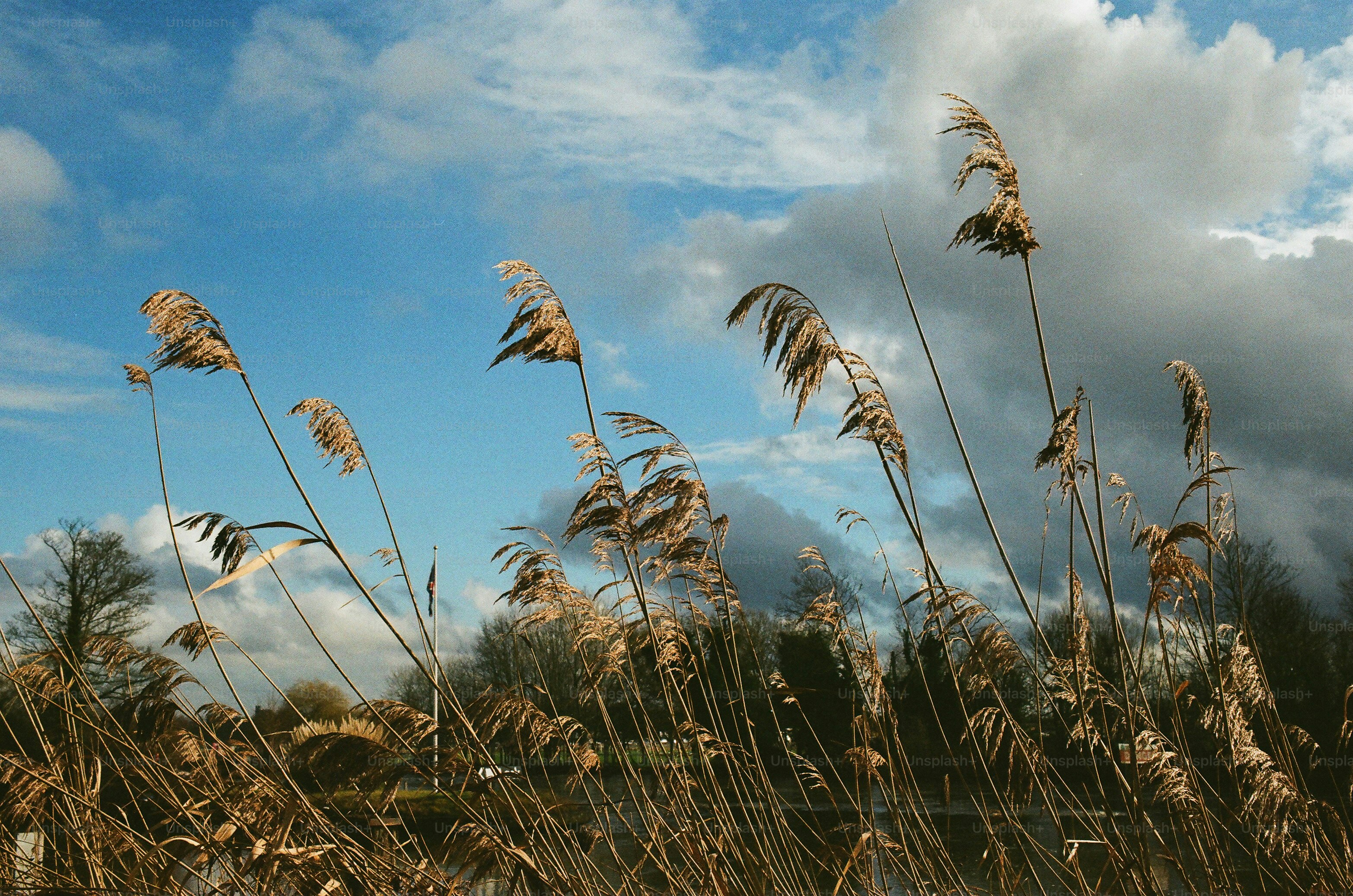 Dry reeds sway against a cloudy blue sky.