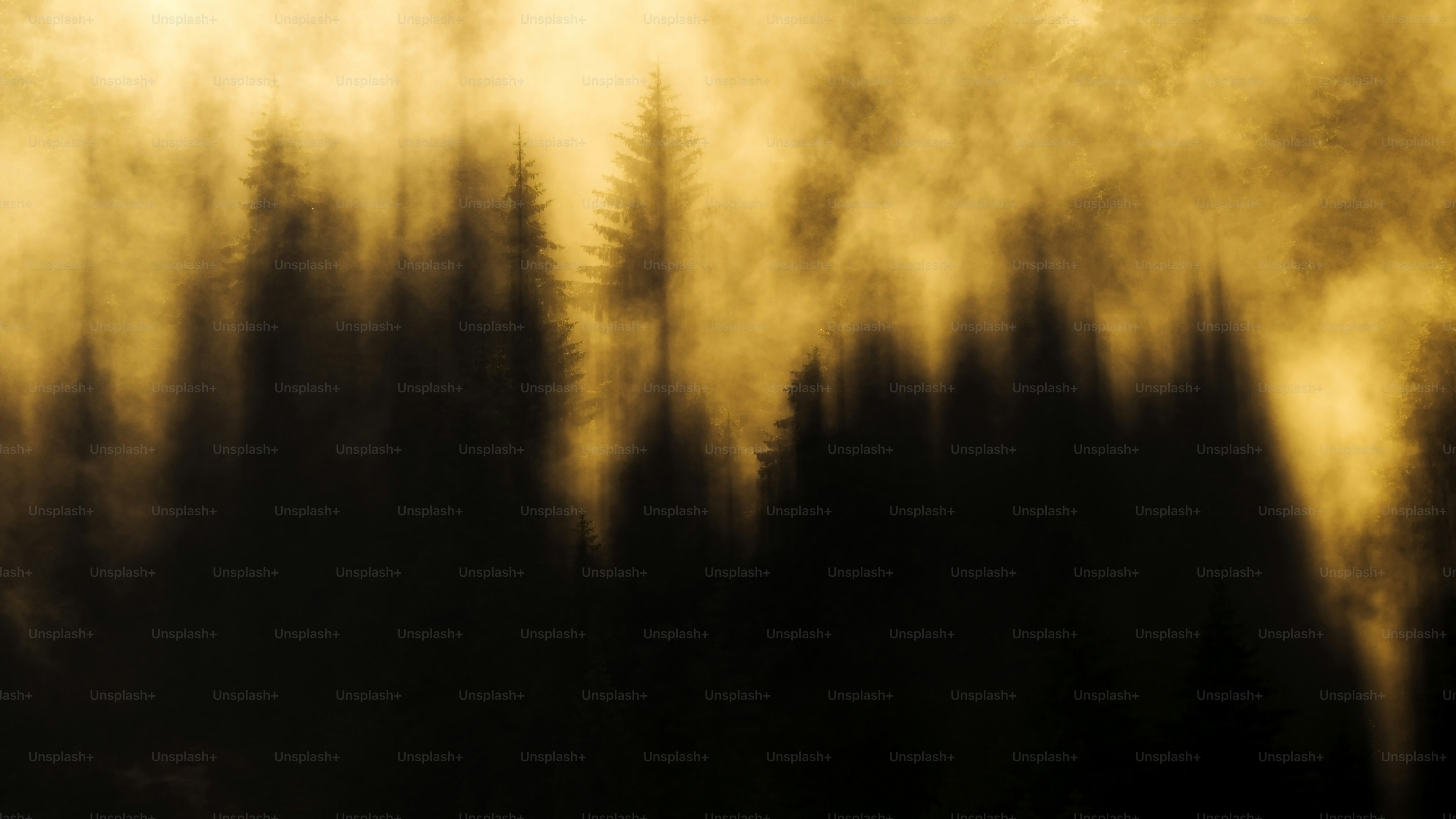 Abstract forest silhouette with golden light