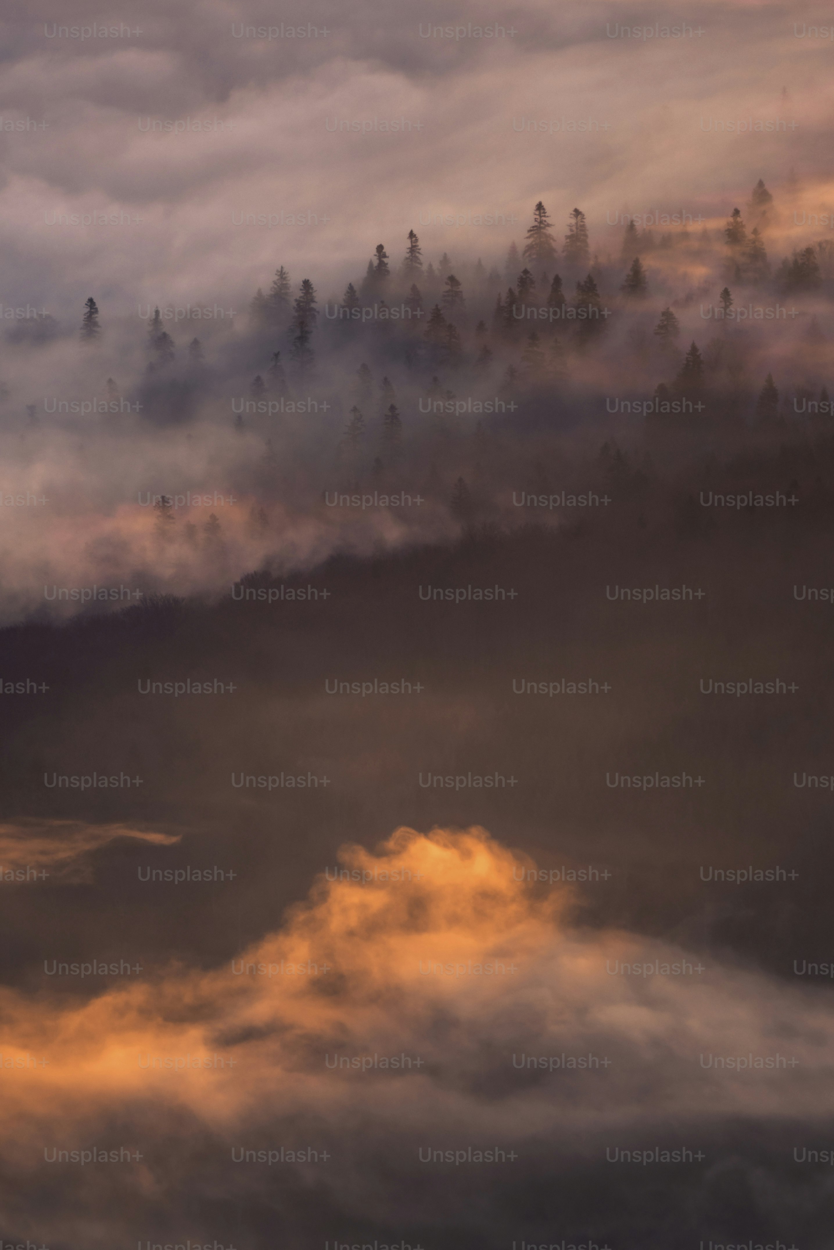 Paesaggio boschivo nebbioso con luce calda dell'alba