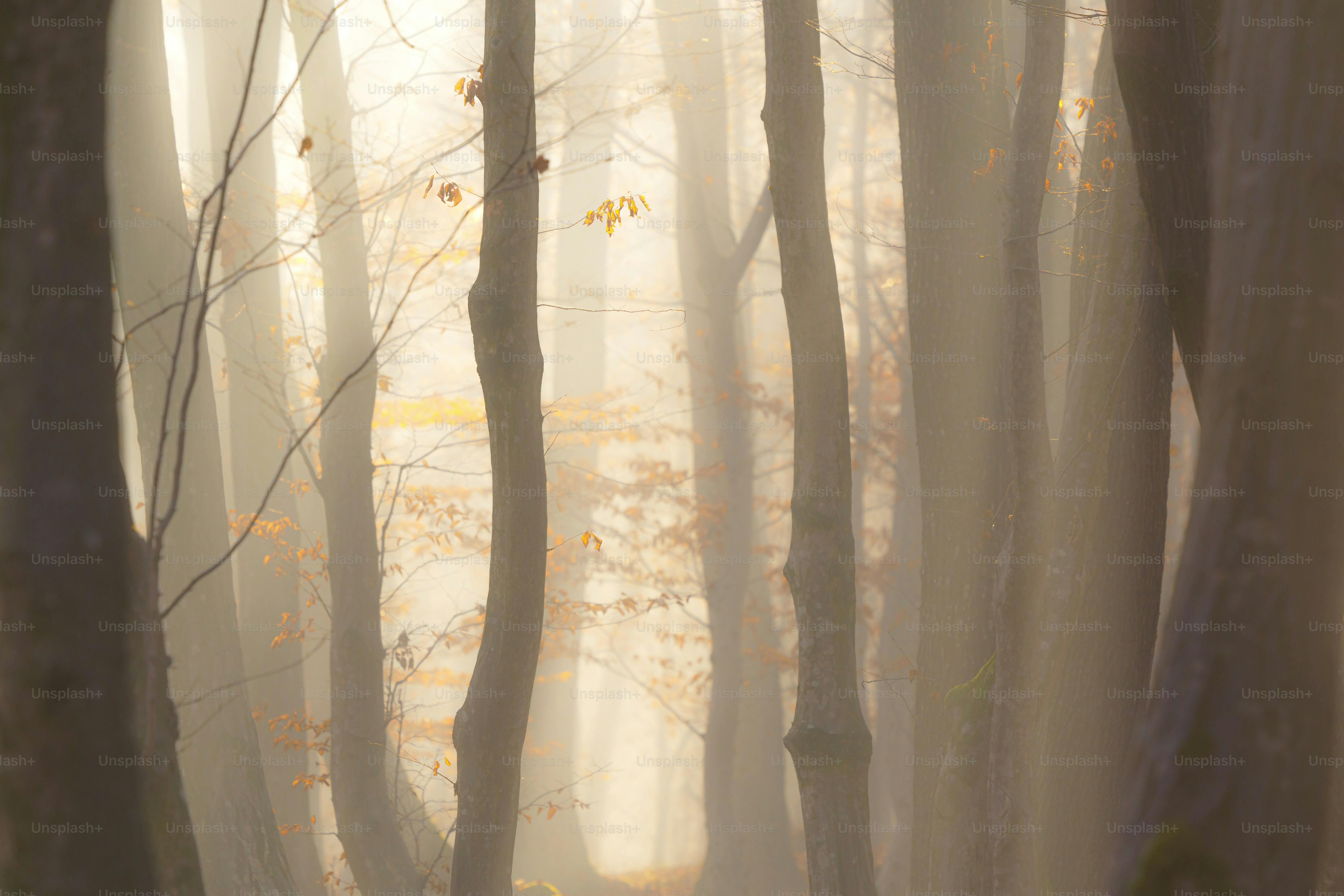 Foresta nebbiosa con alberi alti e luce soffusa.