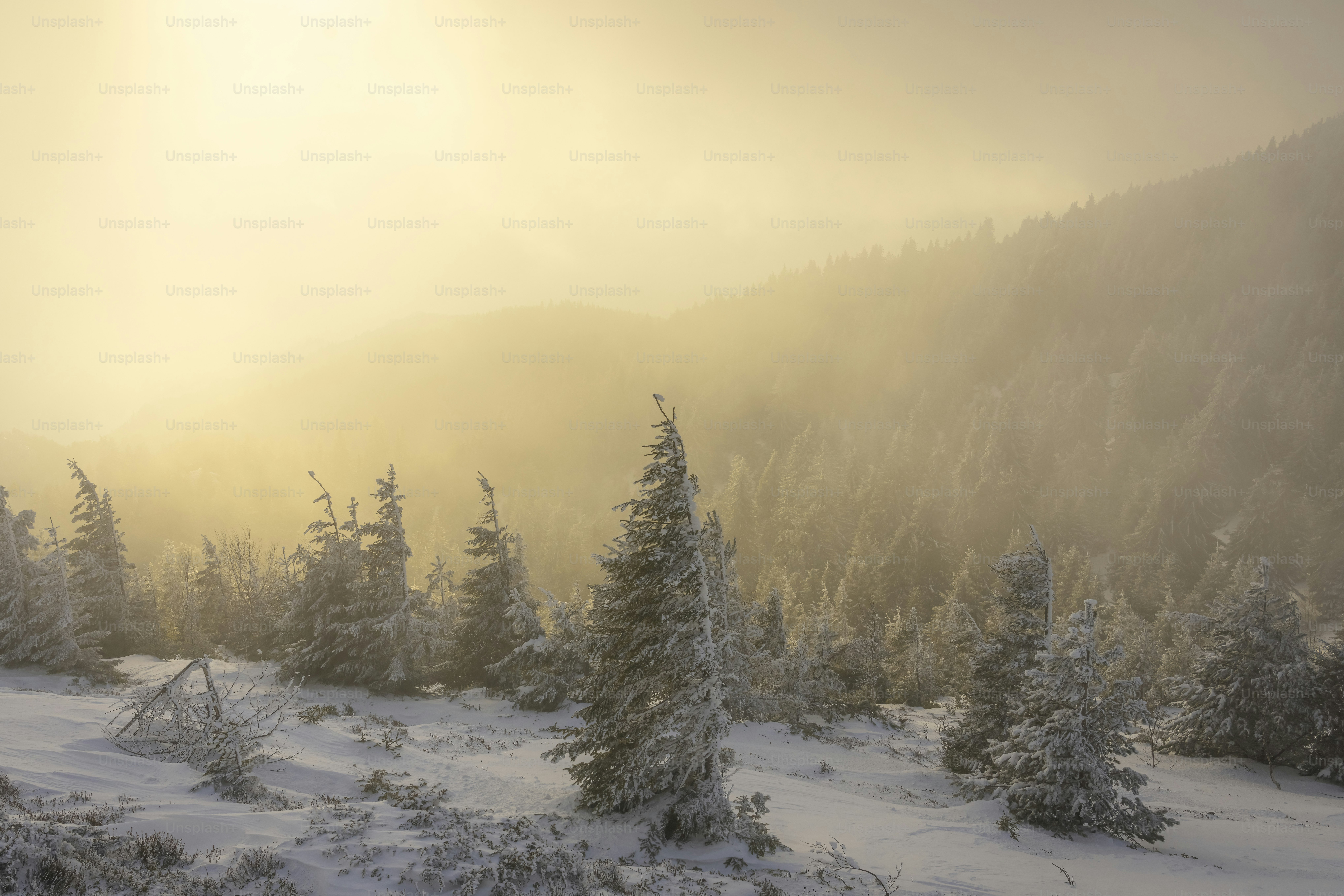 Pini innevati su una montagna nebbiosa all'alba