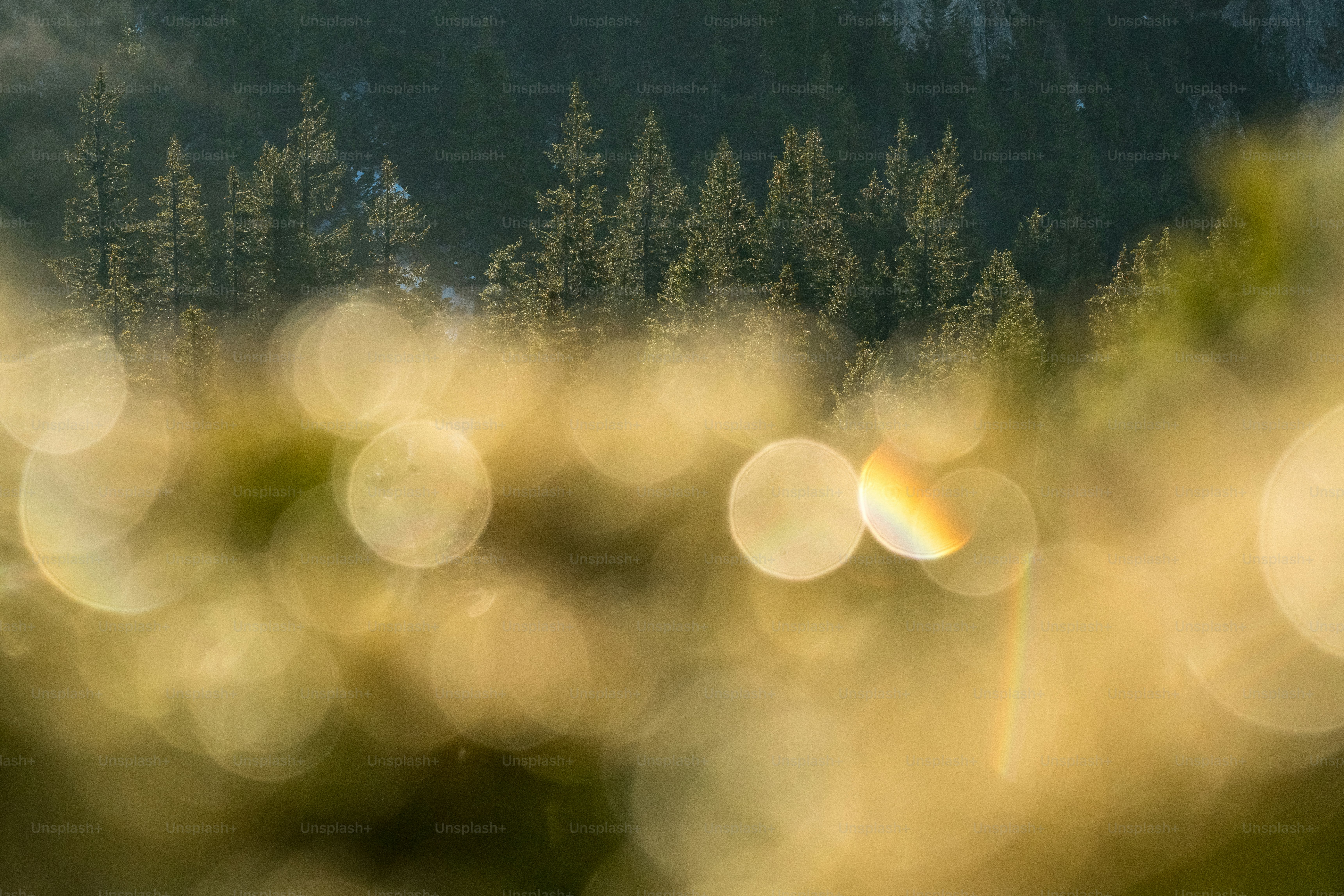 Luci dorate sfocate in primo piano con pini sullo sfondo