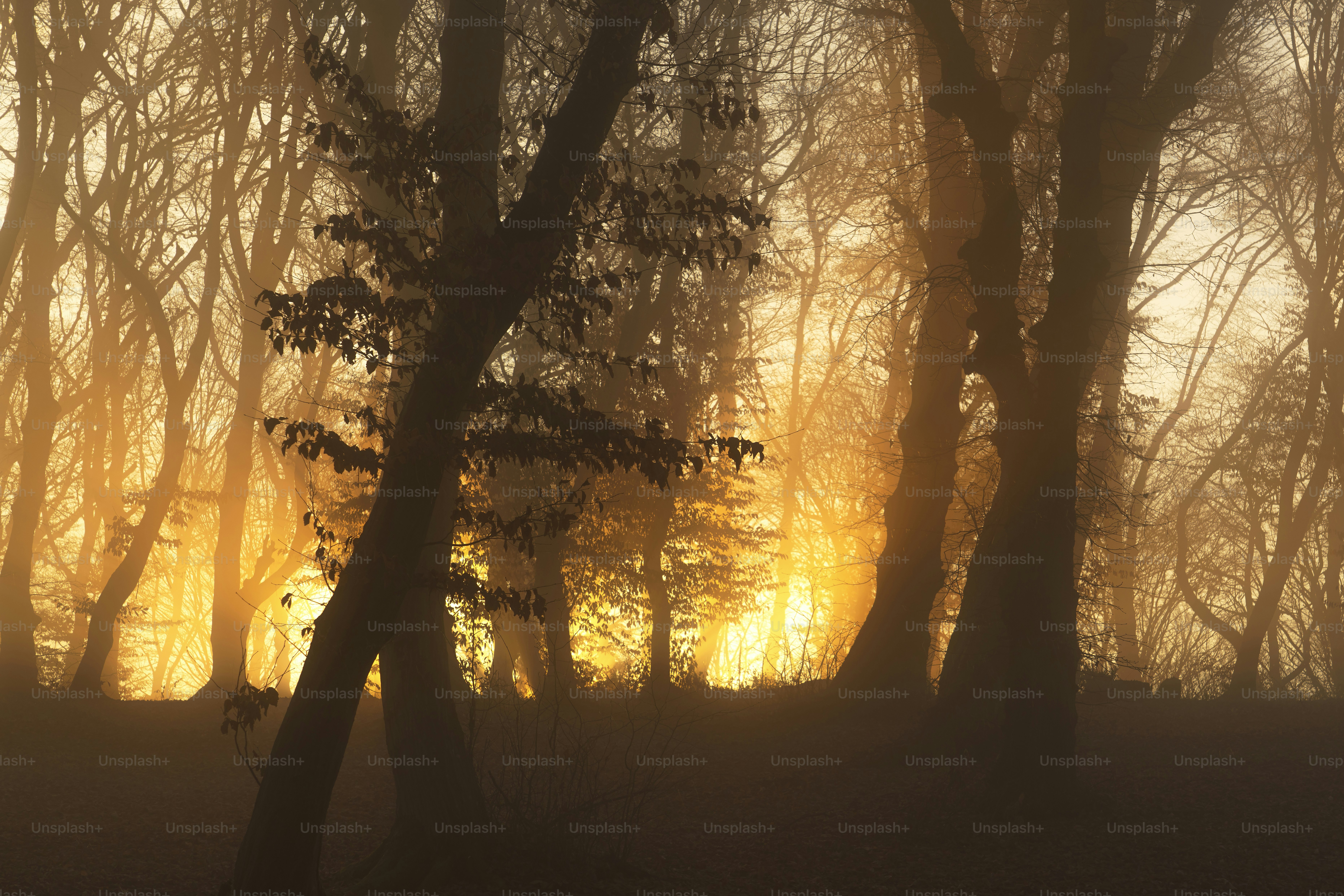 Foresta nebbiosa con raggi di sole dorati che filtrano tra gli alberi