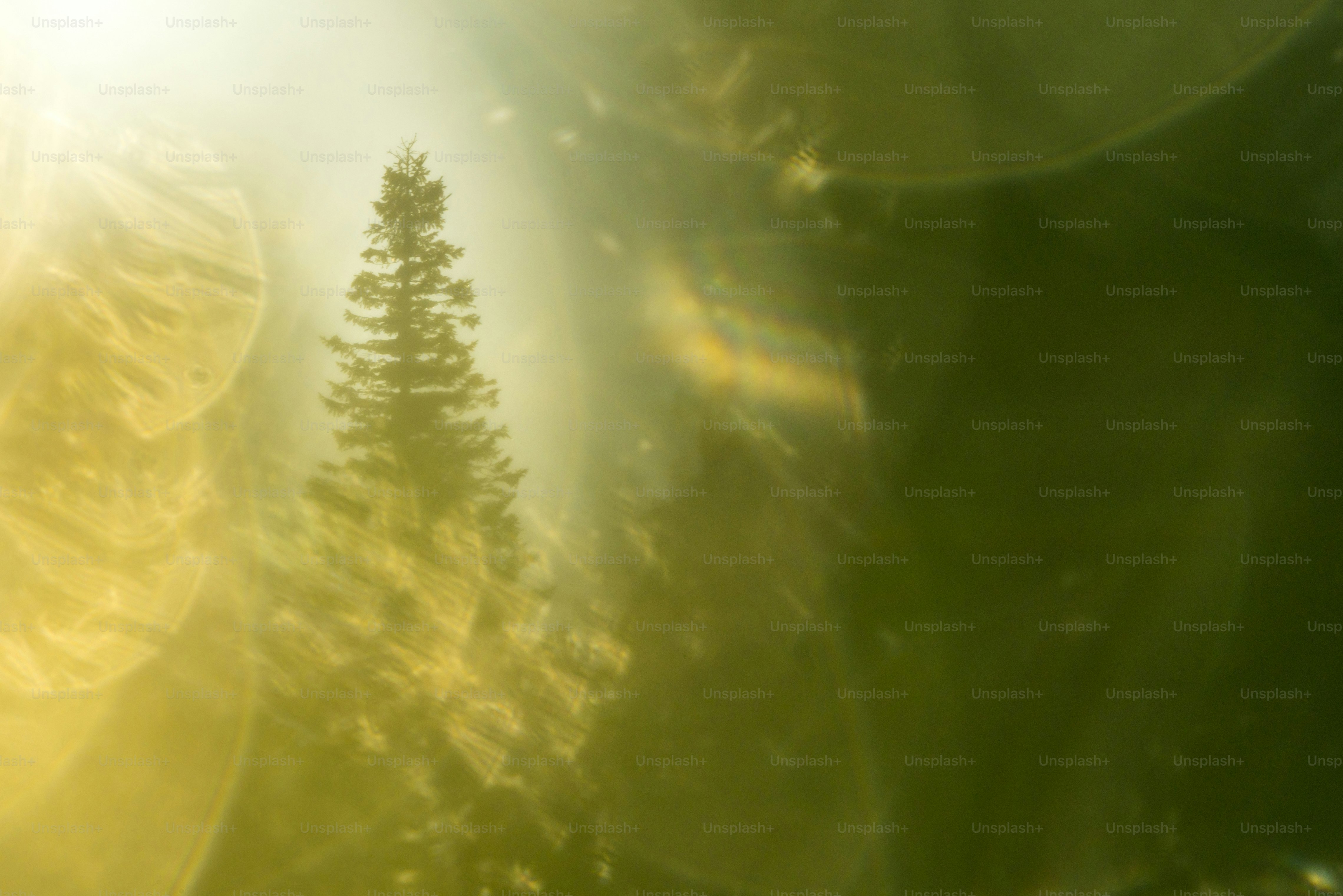 La luce del sole filtra attraverso un pino in una foresta.