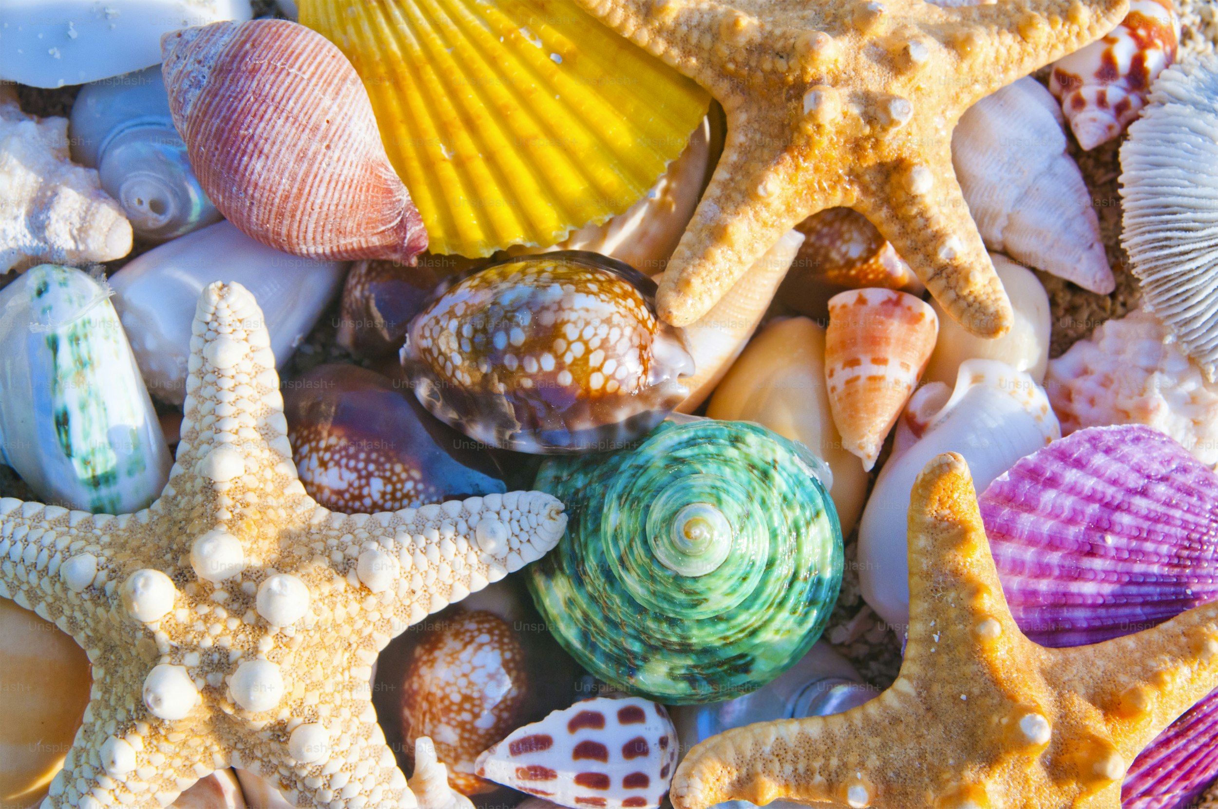 Assortment of colorful seashells and starfish on sand