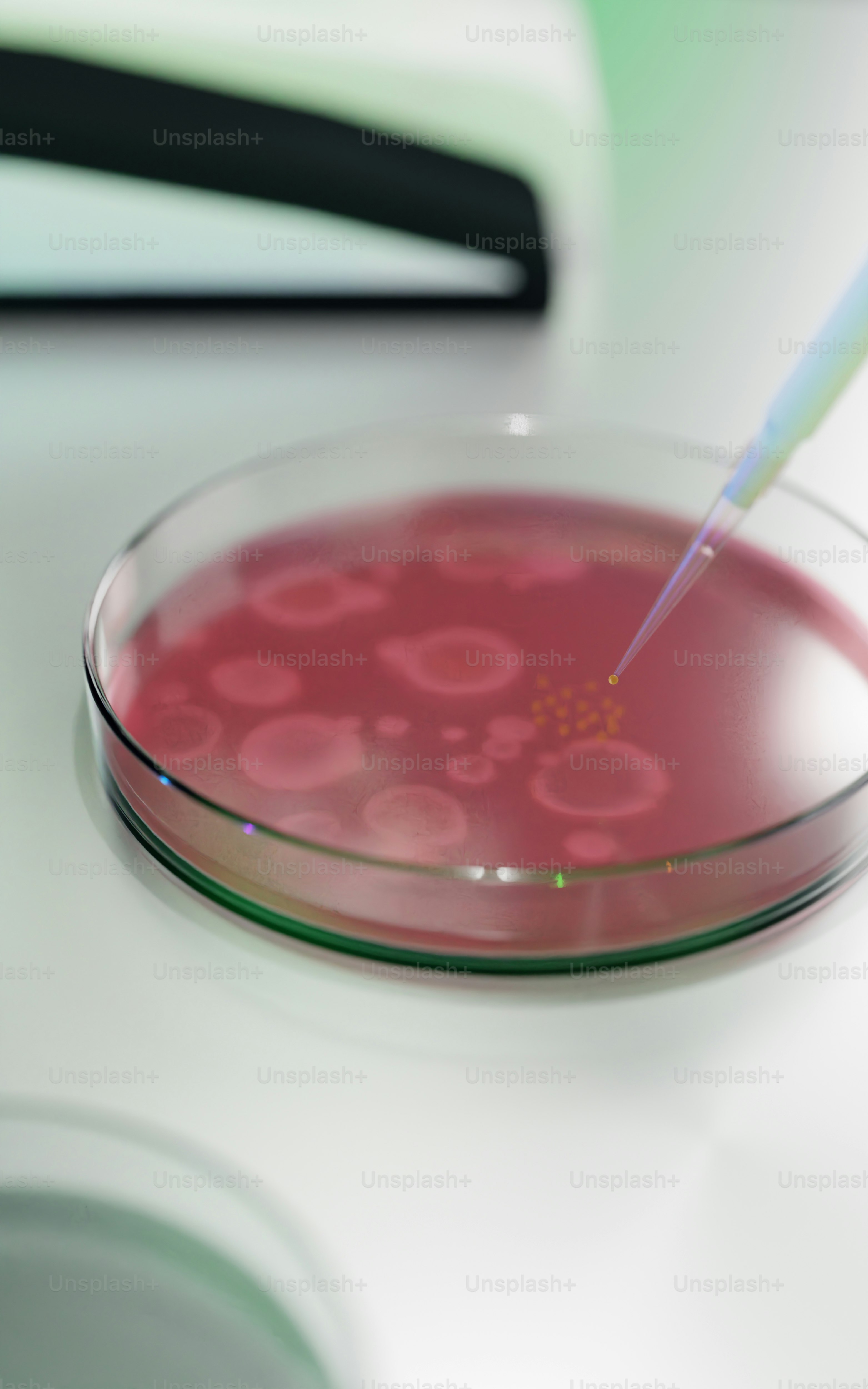 Pipette en ajoutant du liquide dans une boîte de Petri avec la culture.