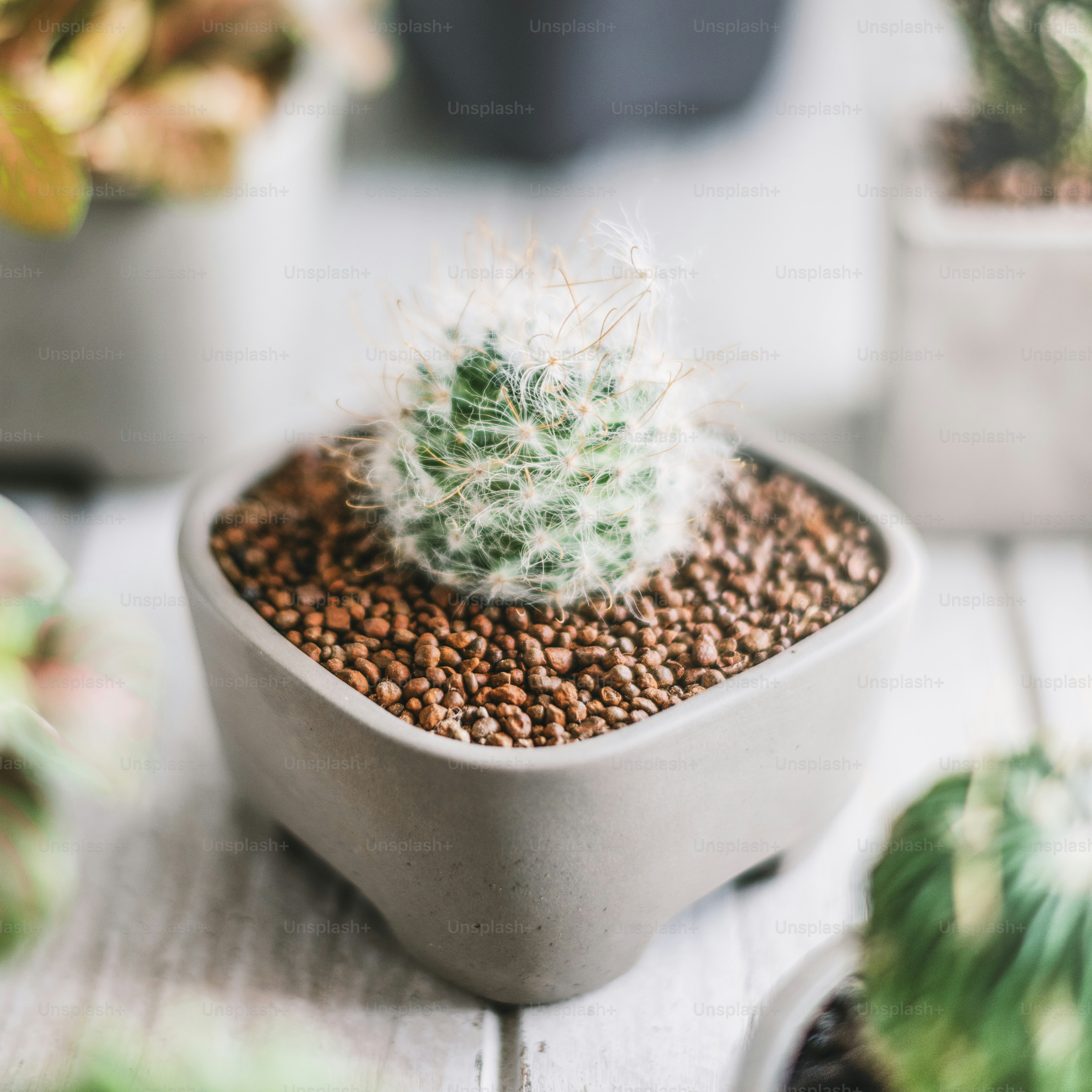Cactus Pot Home Plants Concept photo  Green Image on Unsplash