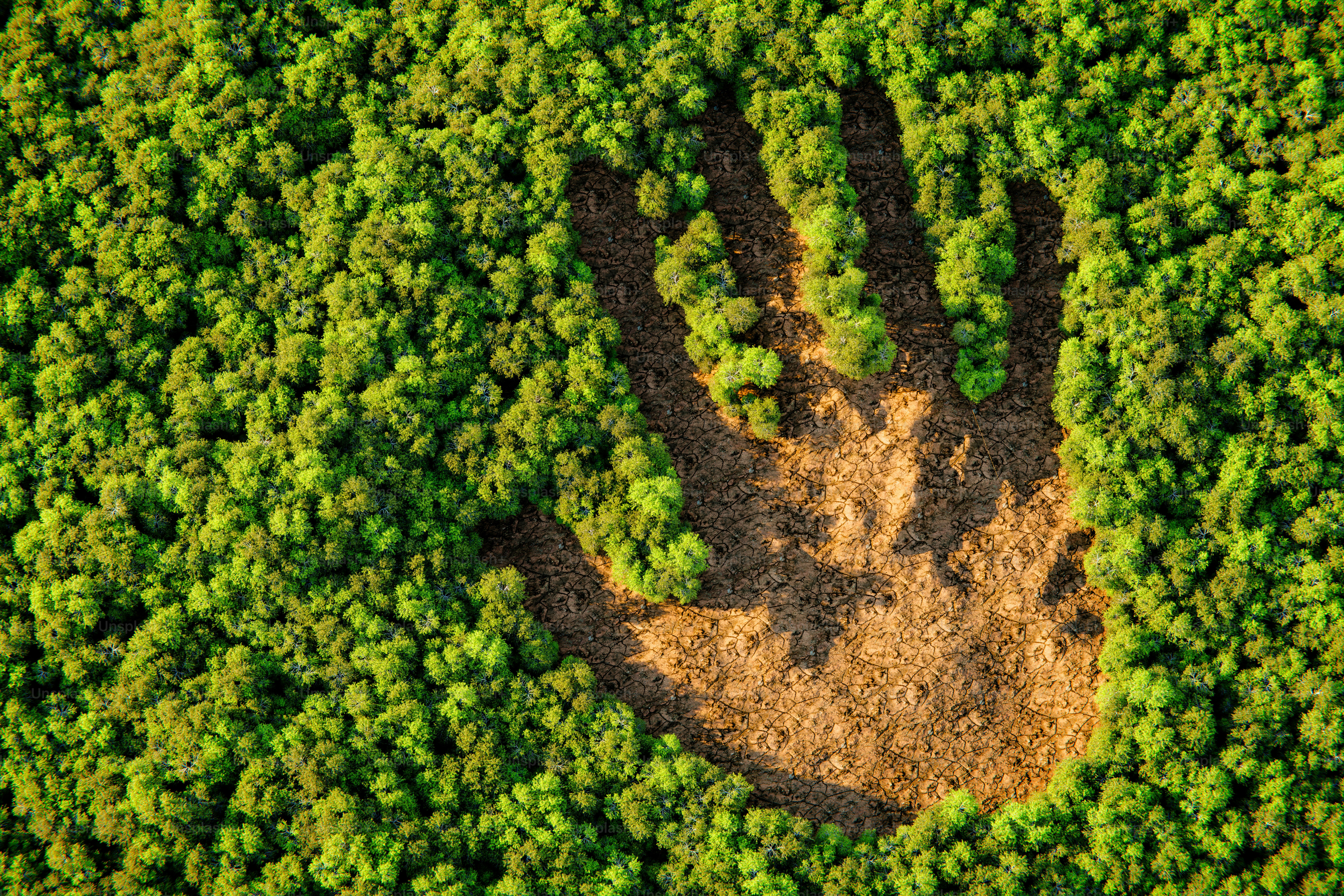 Handabdruckform im dichten grünen Wald geräumt