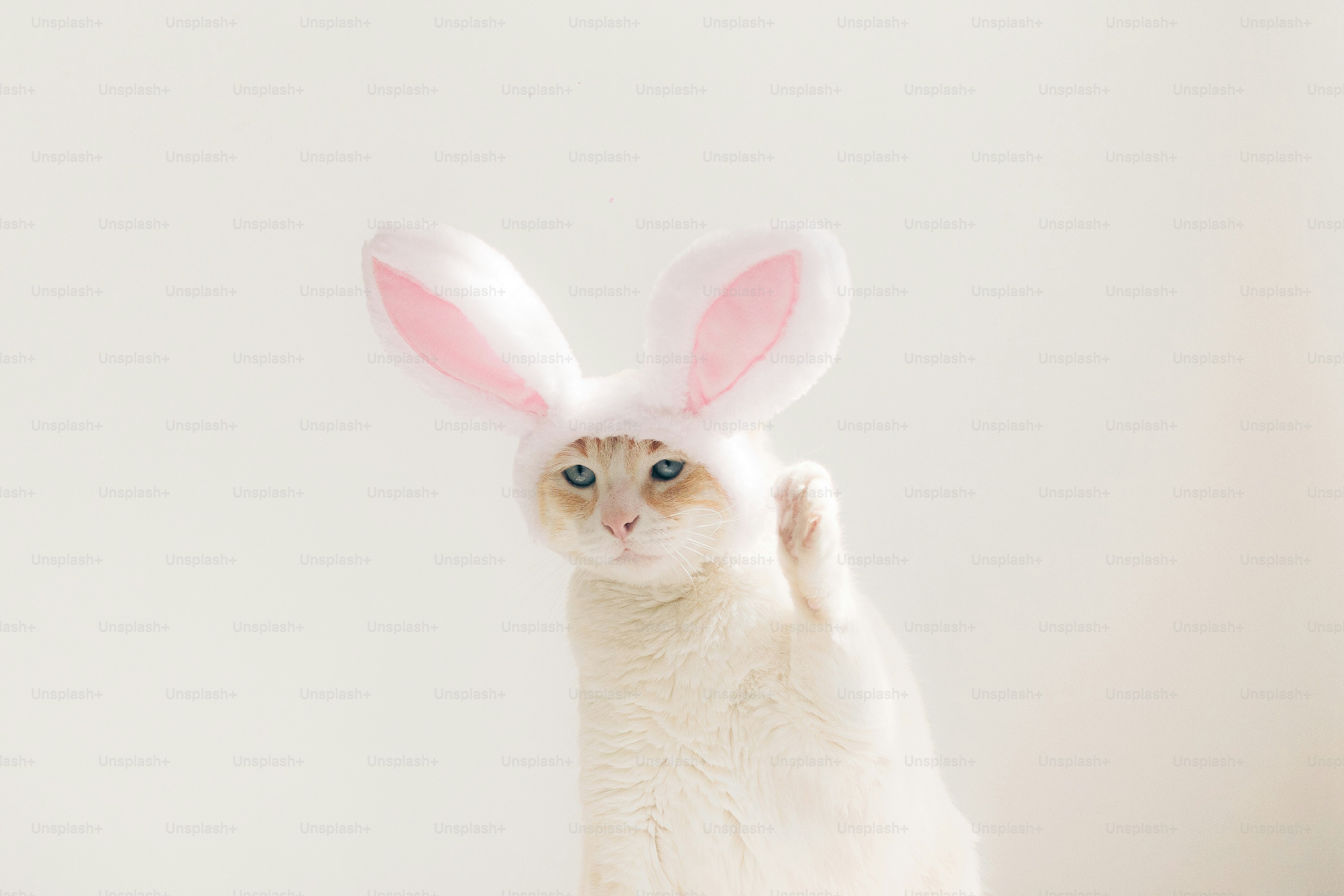 A cat wears bunny ears against a white background.