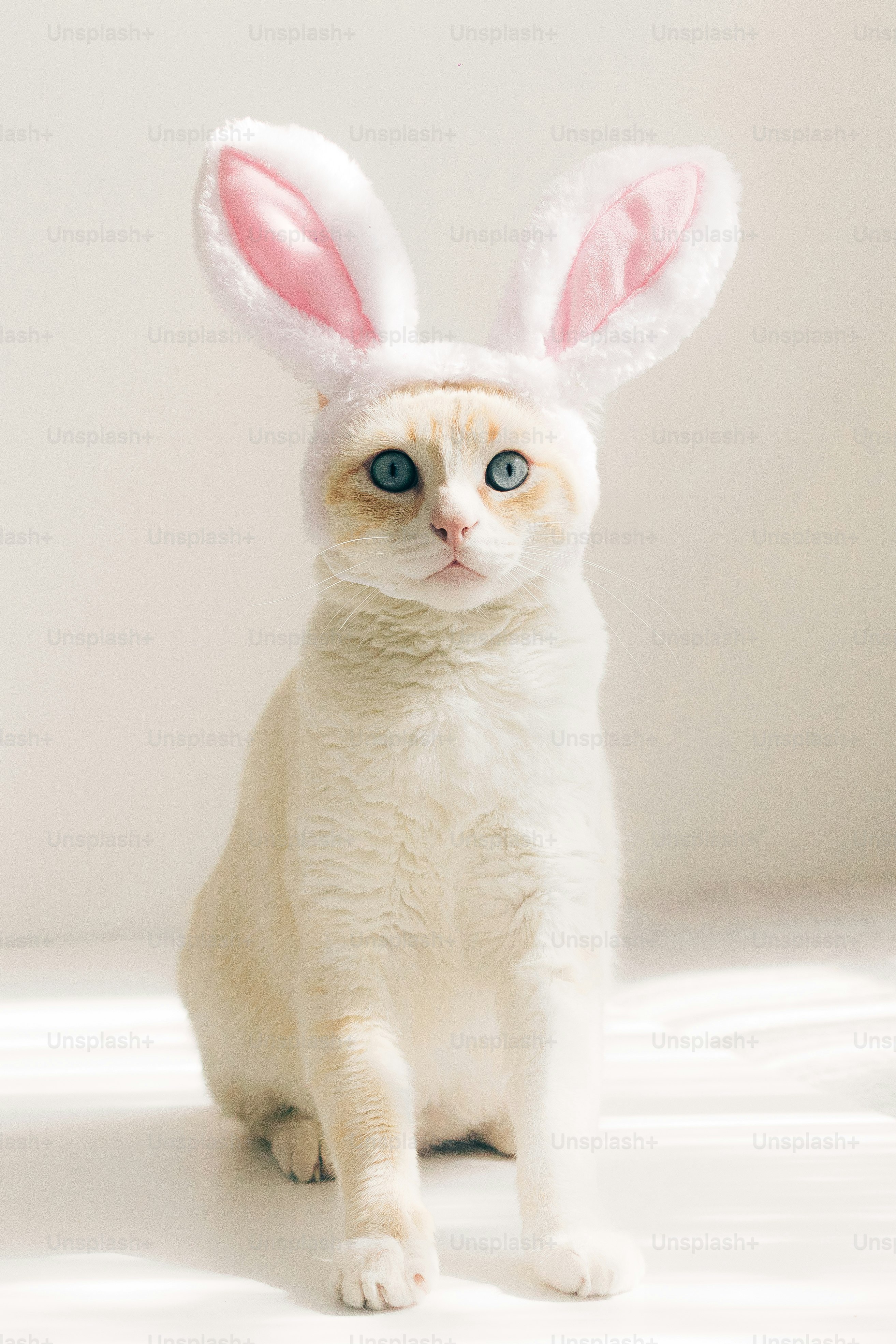A white cat wears bunny ears on a white background.