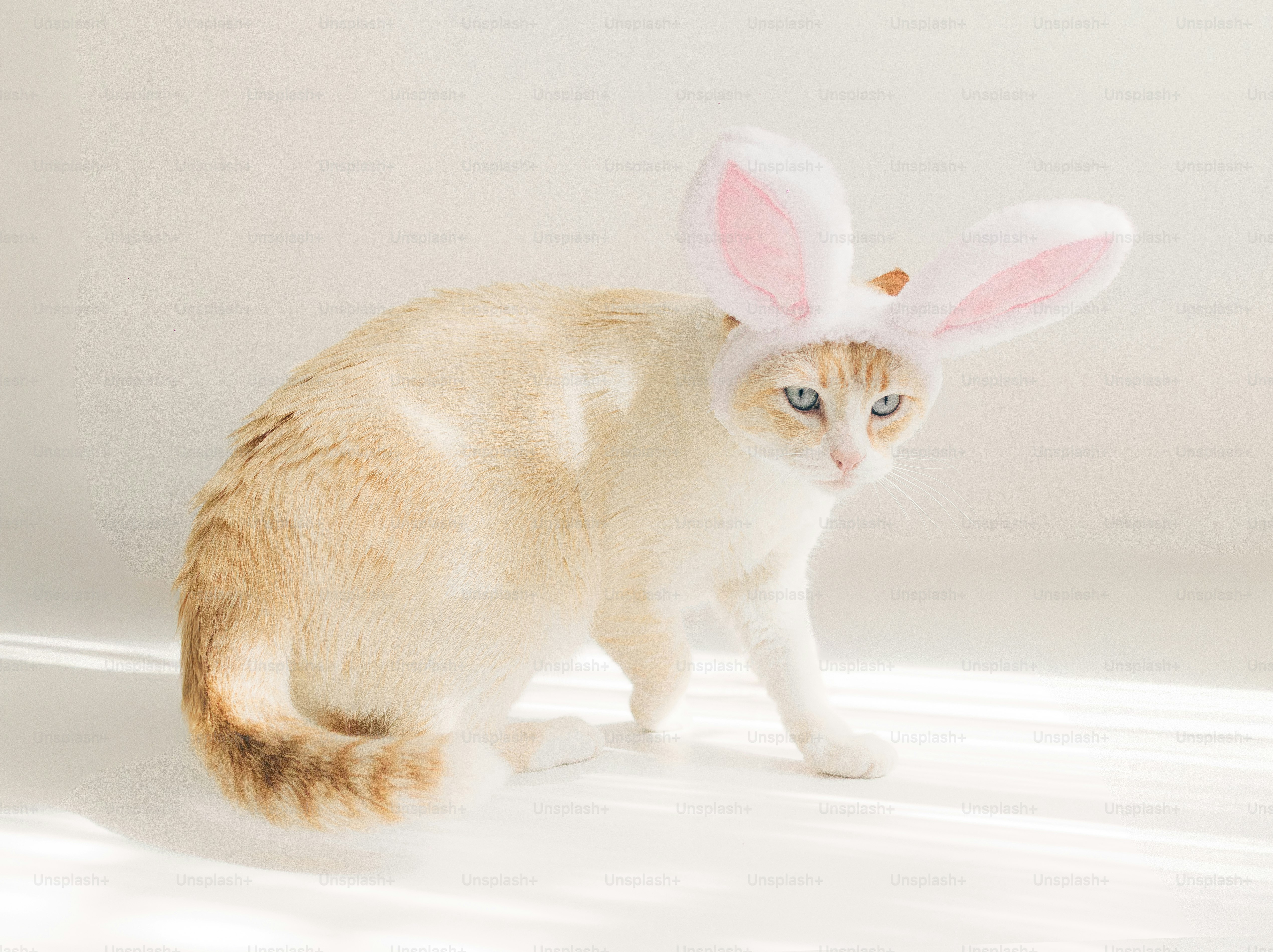 A cat wearing bunny ears on a white background