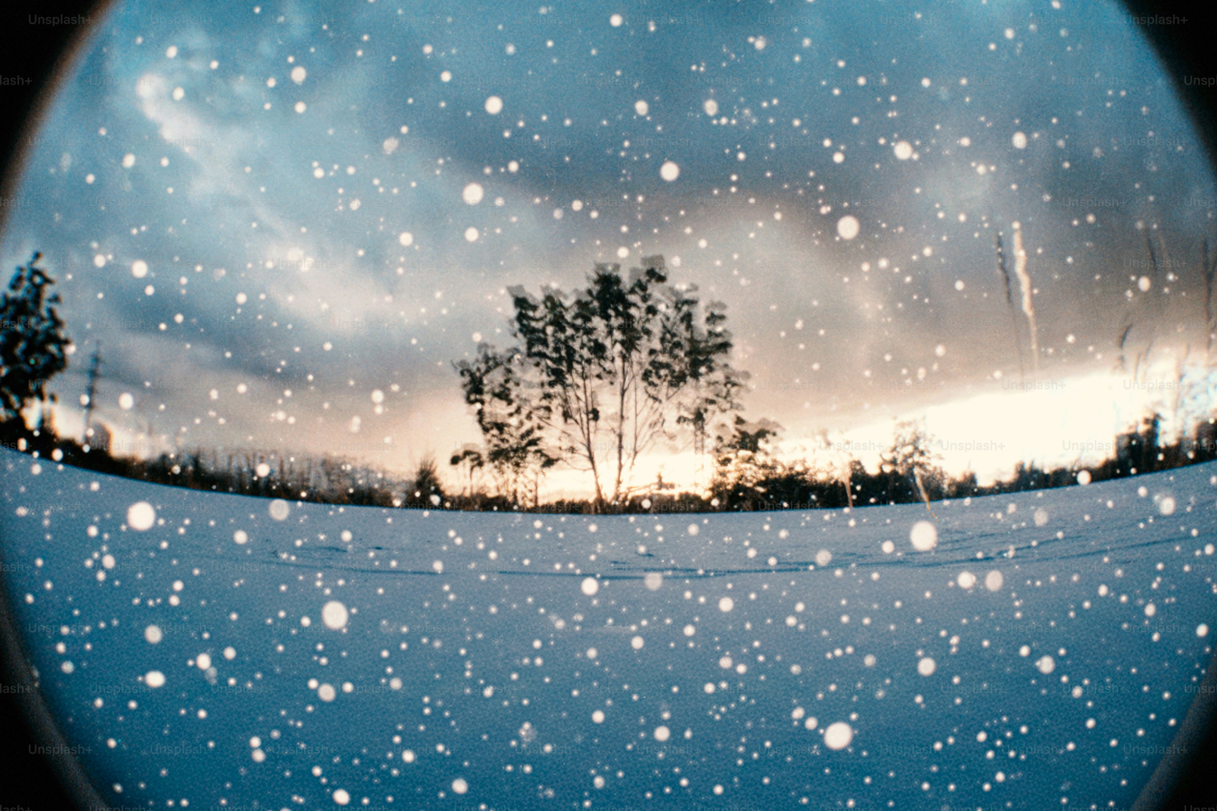 Snow falling on a barren tree line at dusk