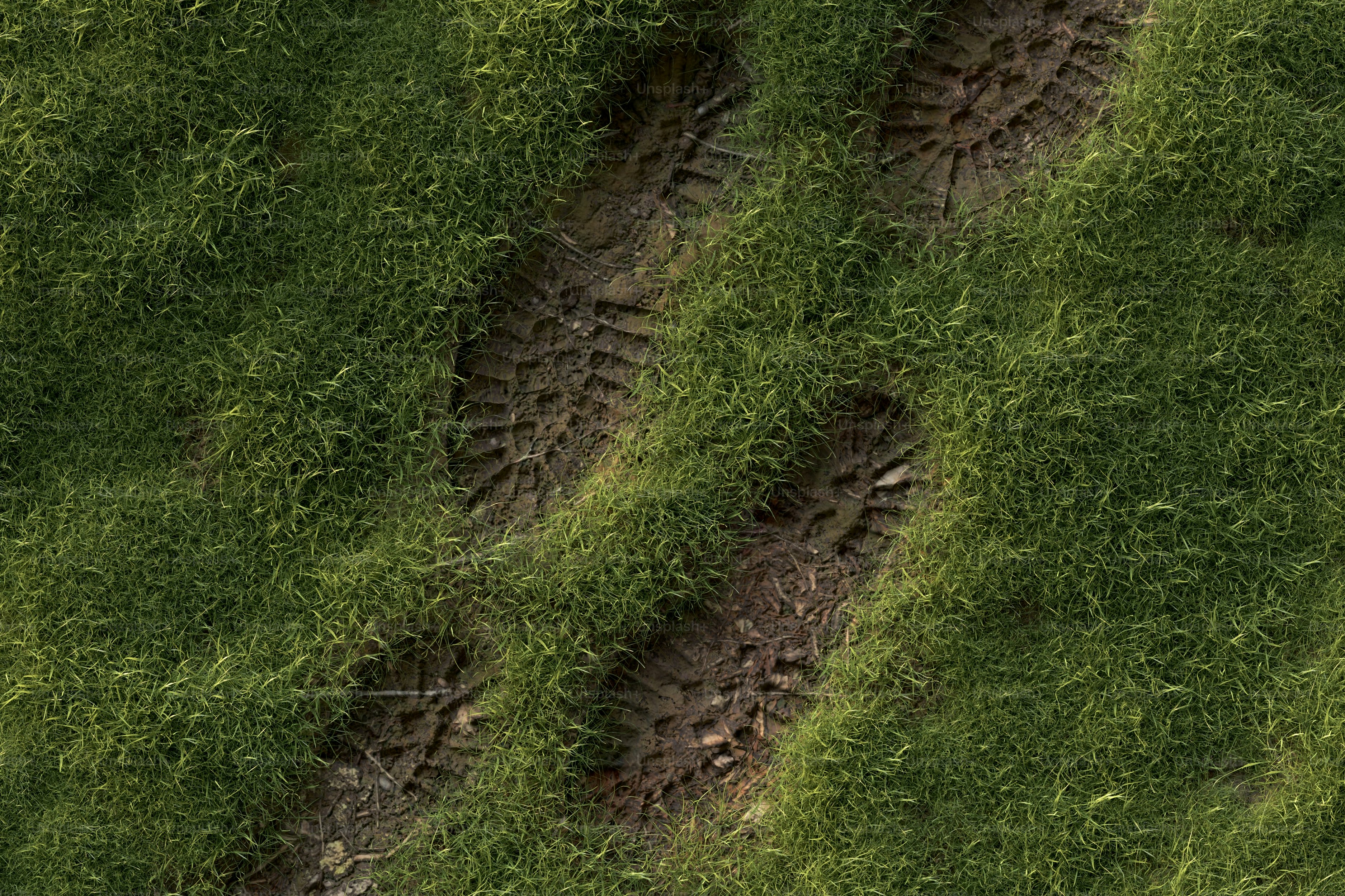 tire-tracks-imprinted-on-lush-green-grass-photo-forest-image-on-unsplash
