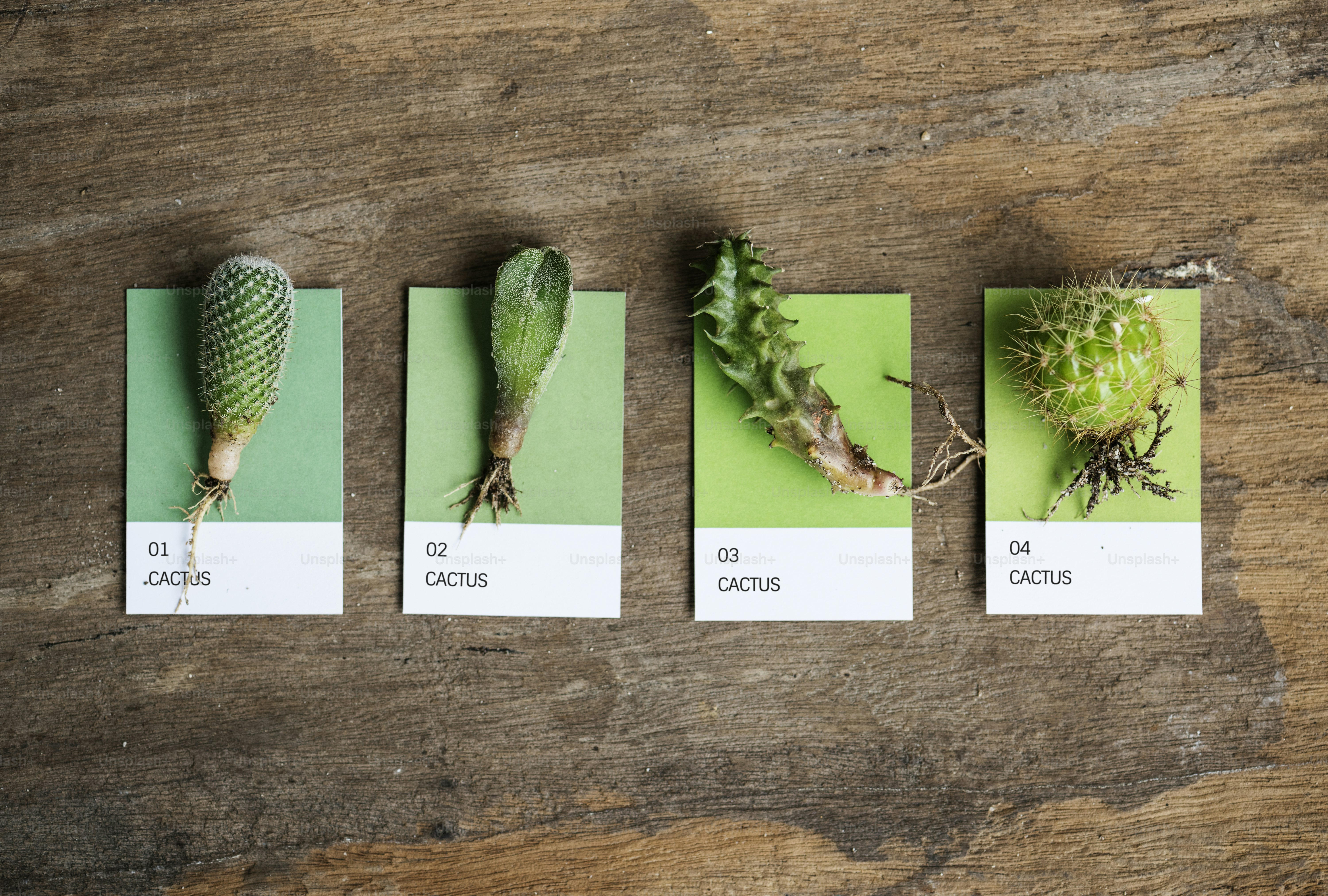 Different kinds of cactus photo – Plant Image on Unsplash